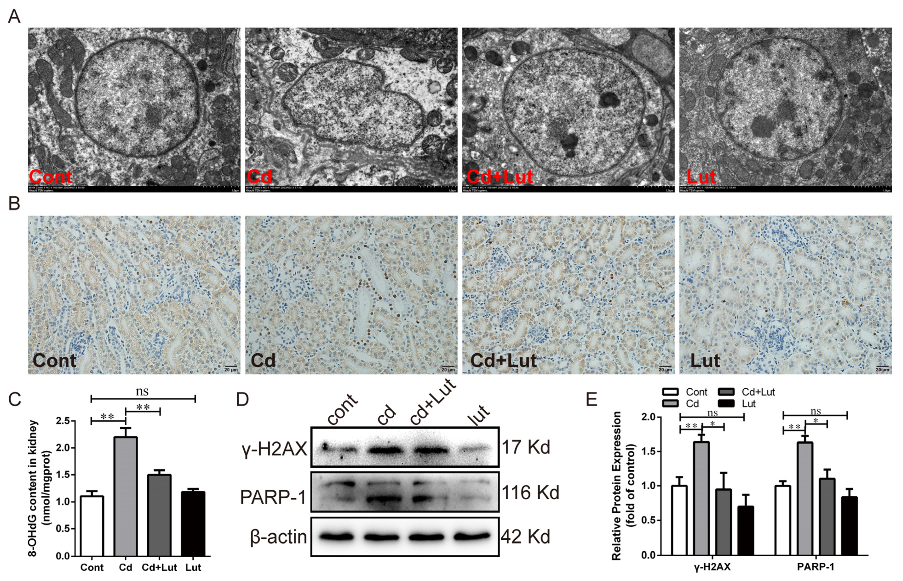Antioxidants 13 00525 g007