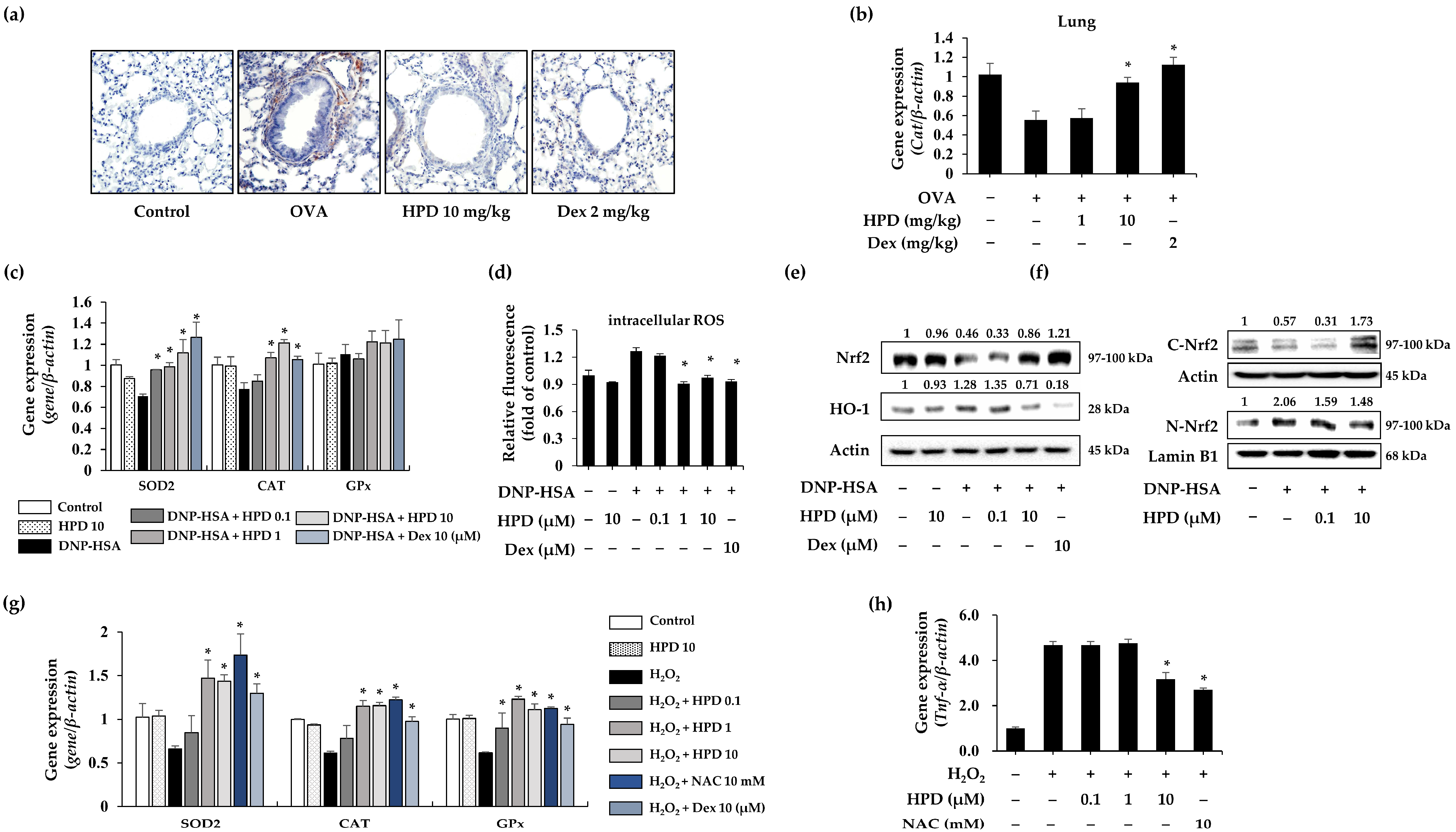 Antioxidants 13 00528 g006