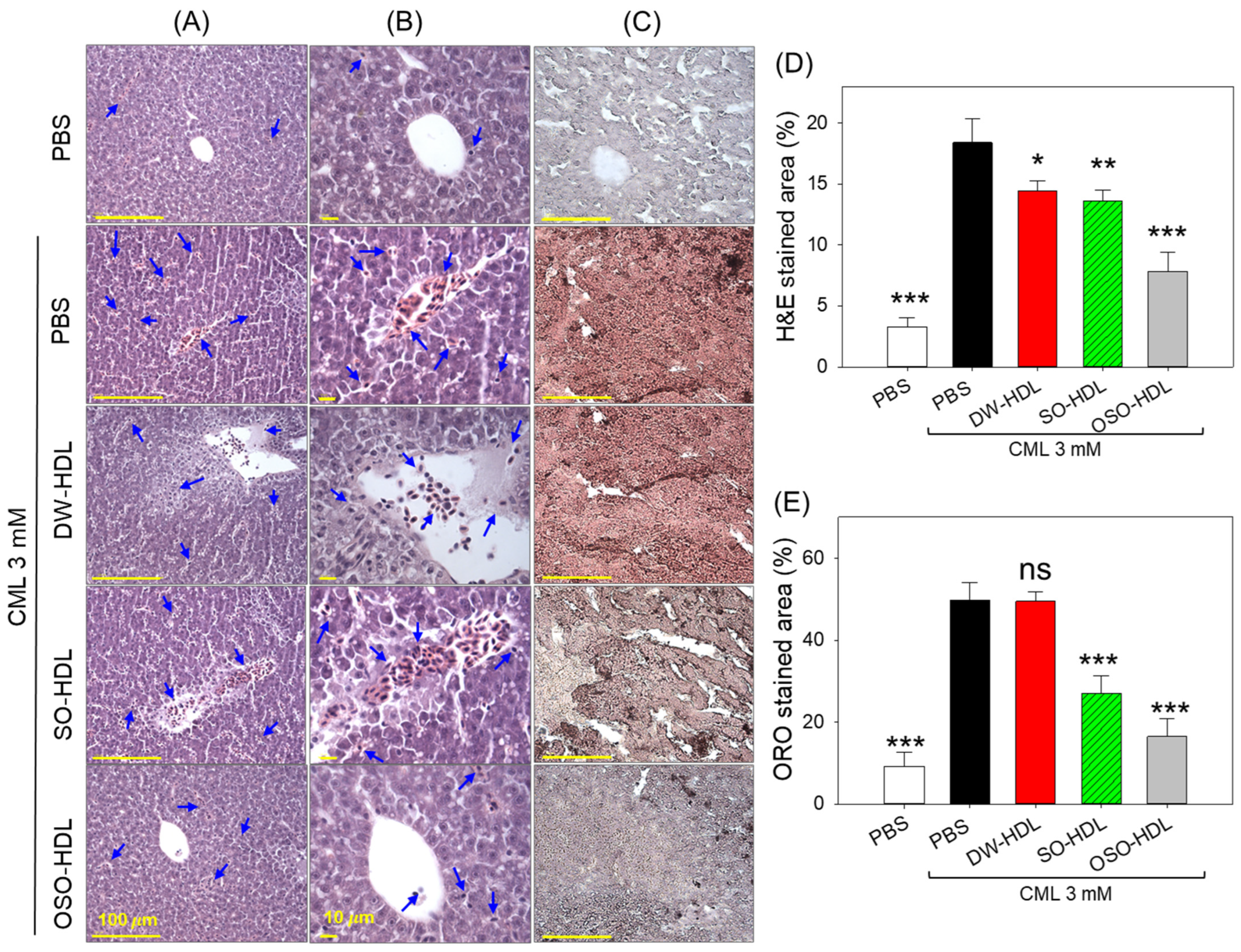 Antioxidants 13 00529 g007