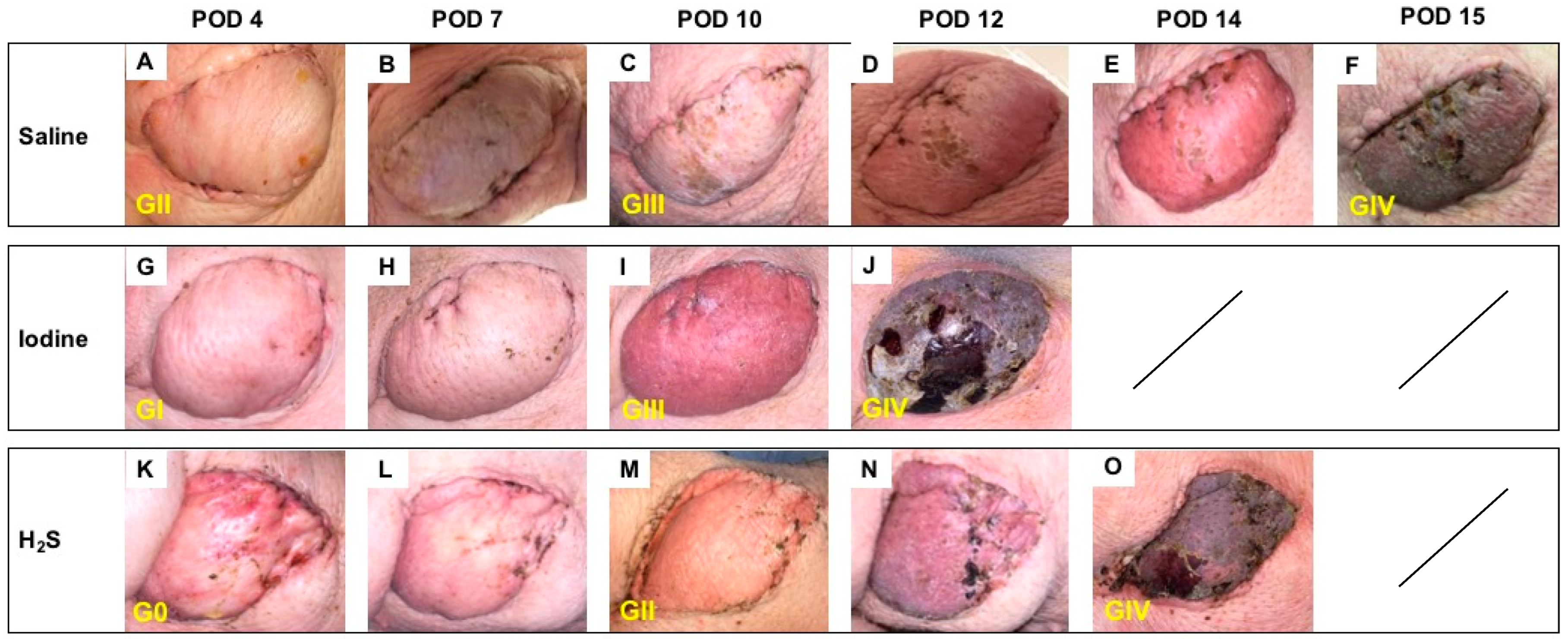 Antioxidants 13 00531 g003