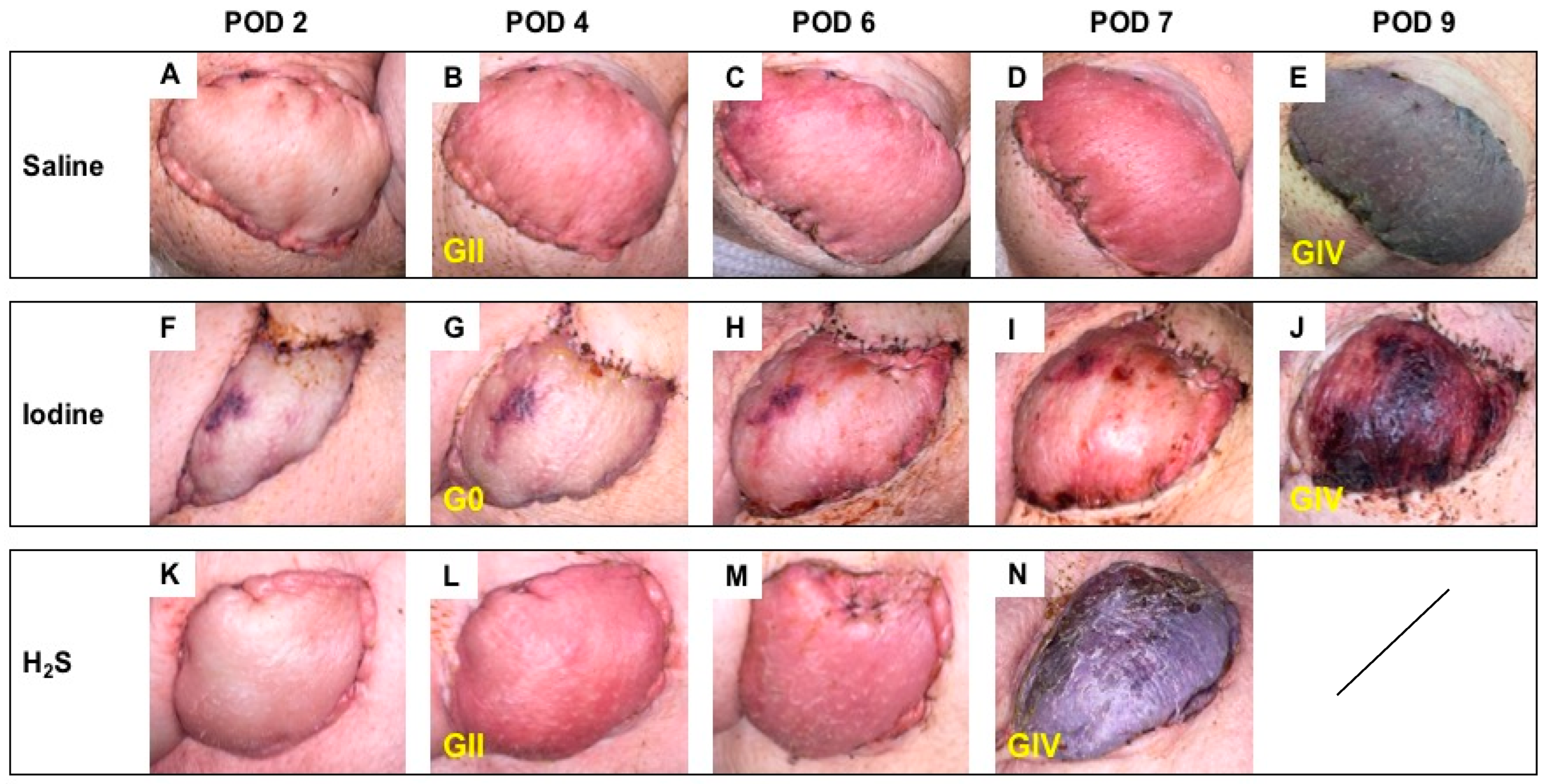 Antioxidants 13 00531 g004