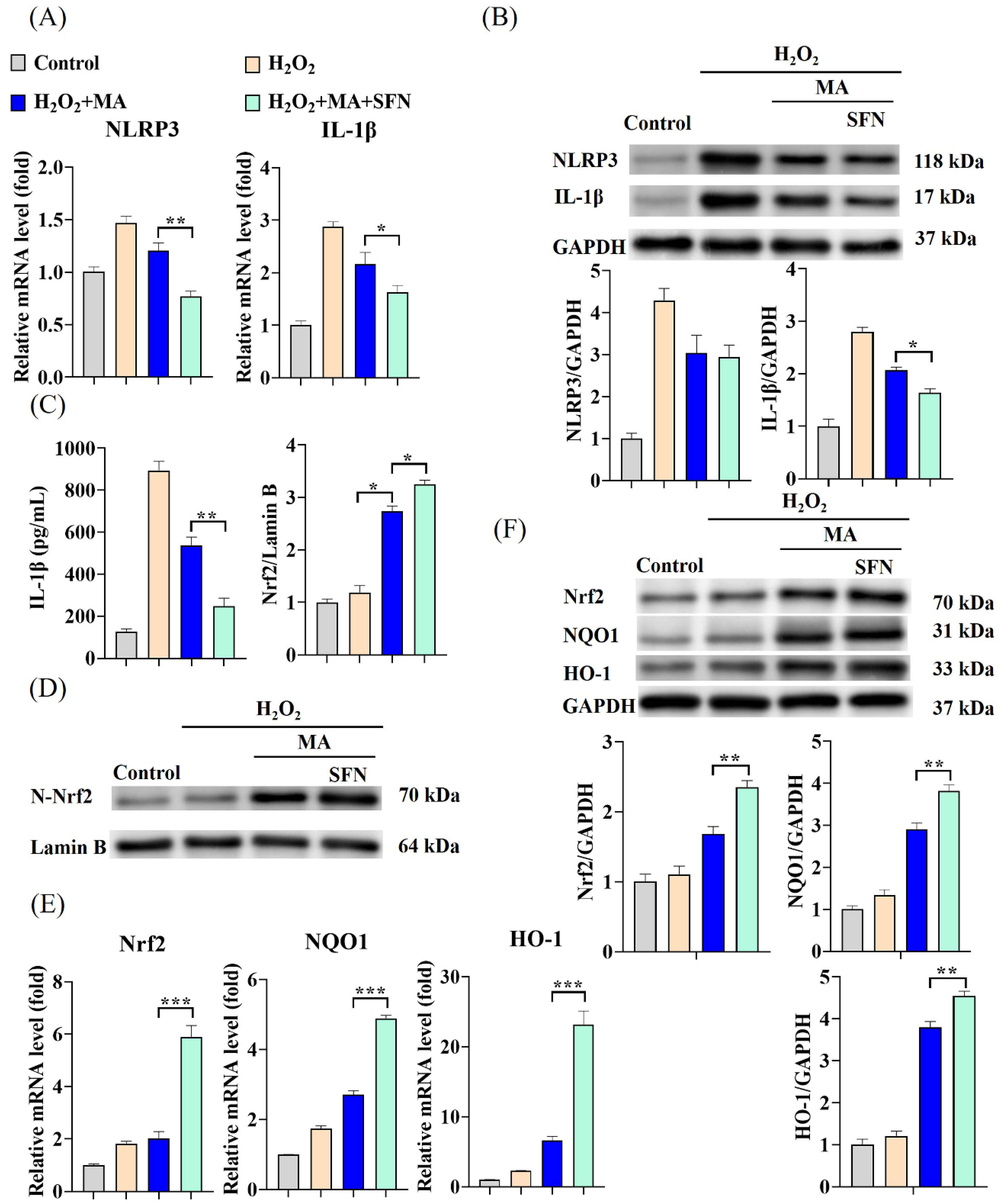 Antioxidants 13 00533 g005