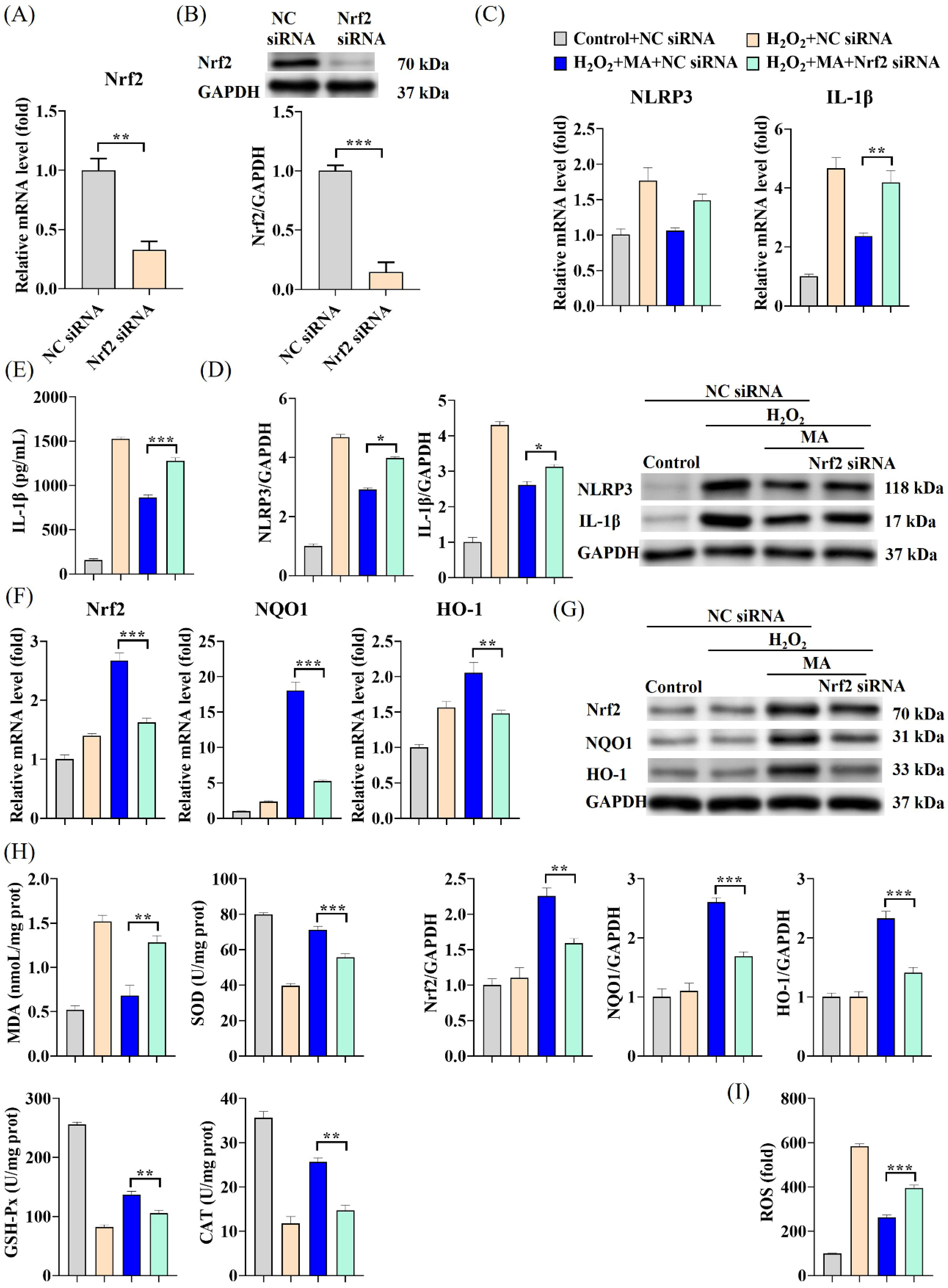 Antioxidants 13 00533 g006