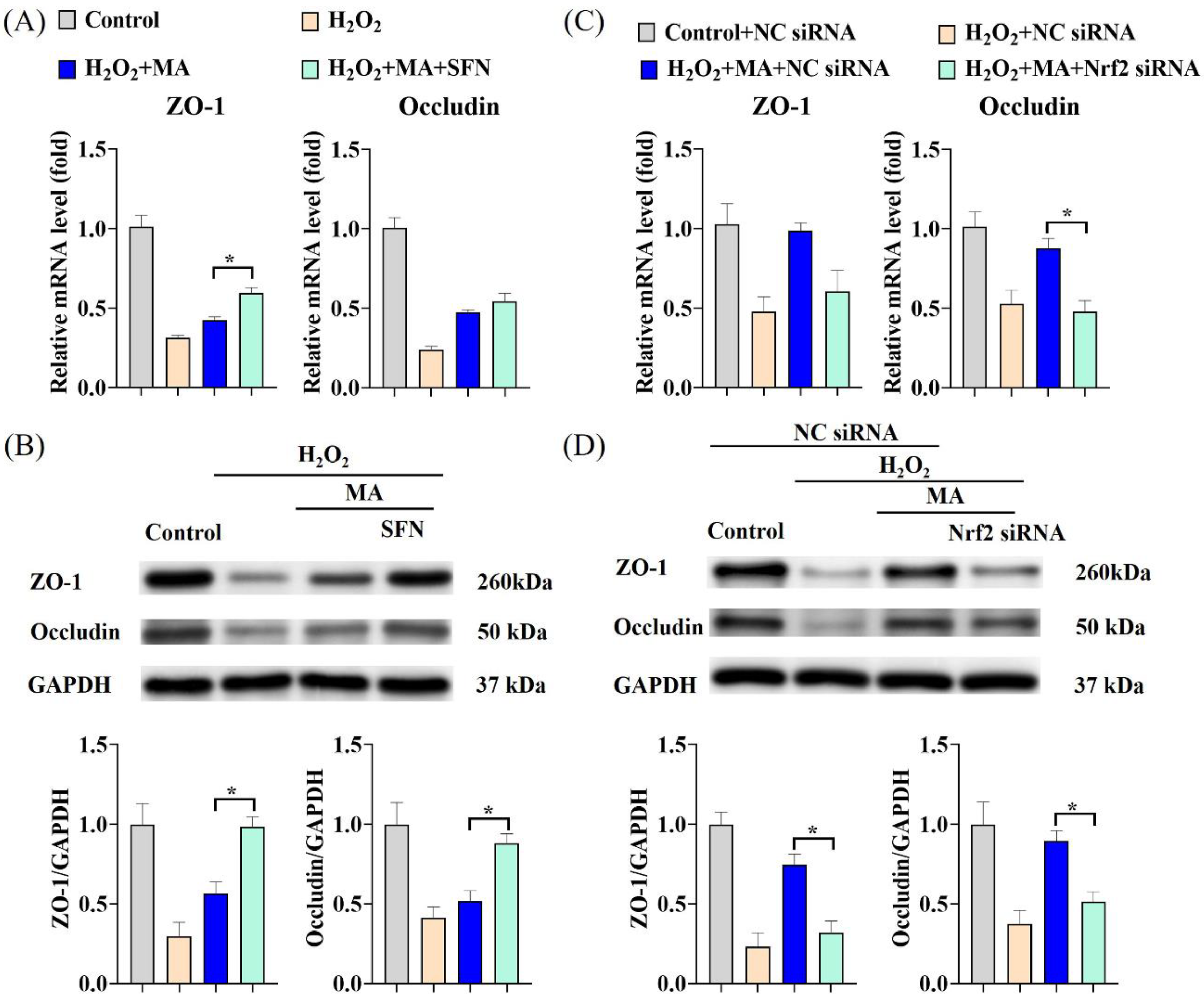 Antioxidants 13 00533 g007