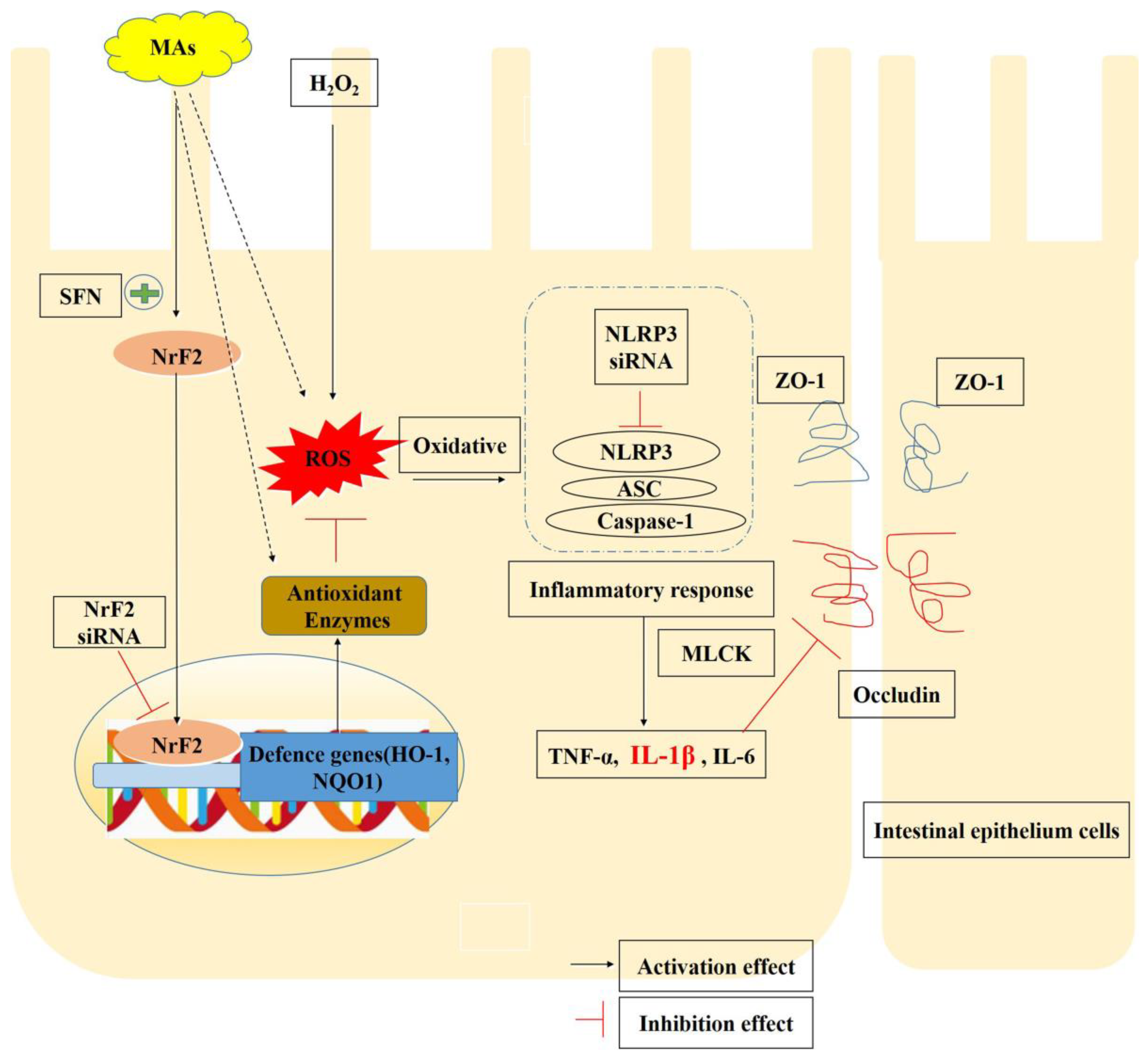 Antioxidants 13 00533 g009