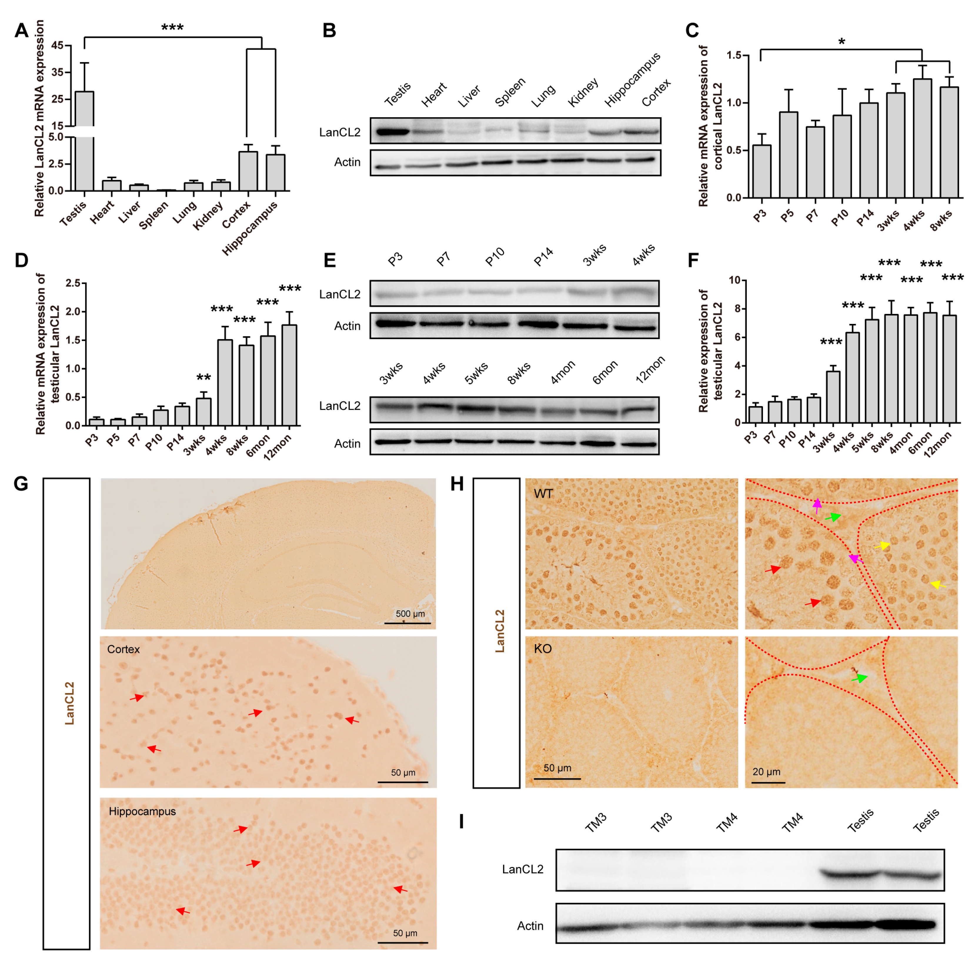 Antioxidants 13 00534 g001