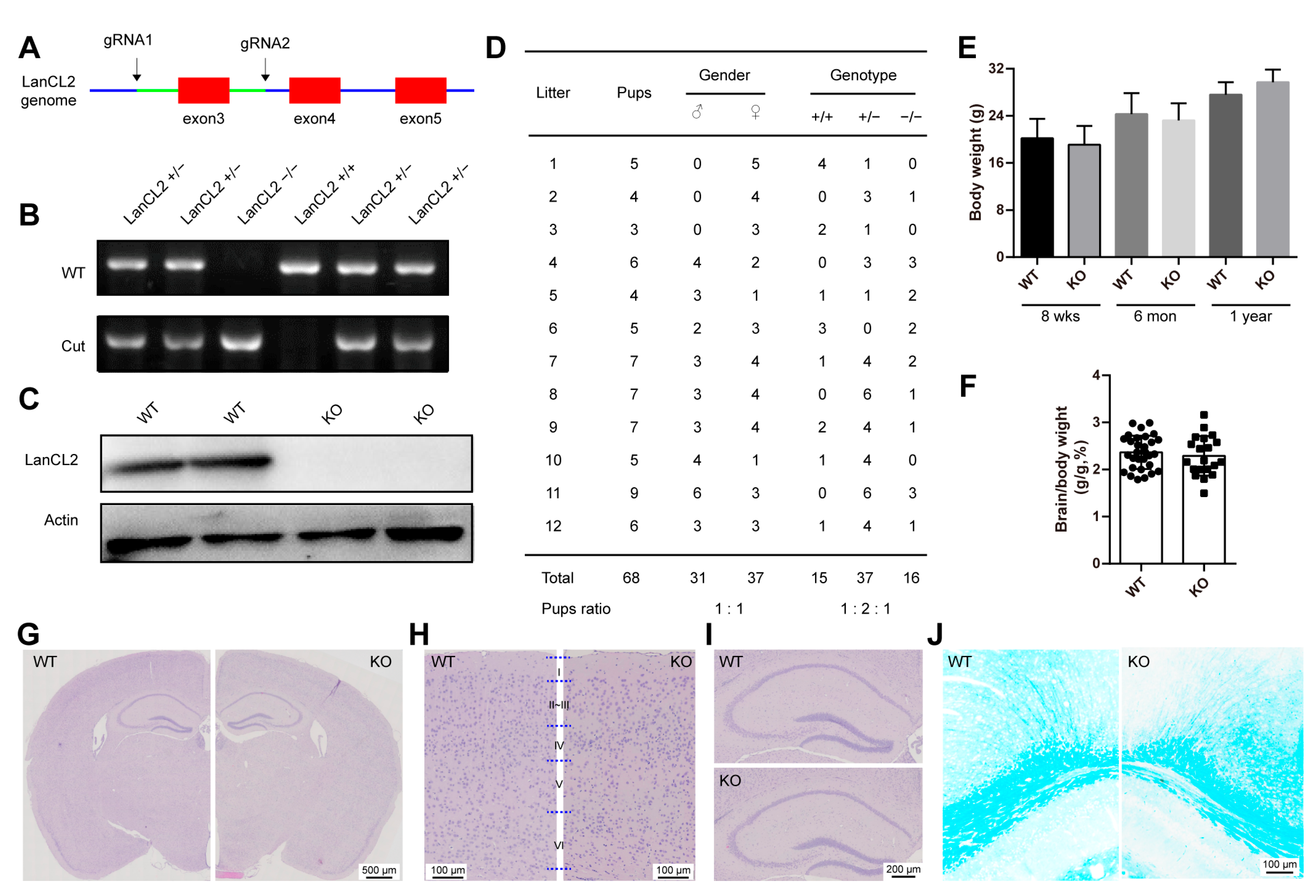 Antioxidants 13 00534 g002