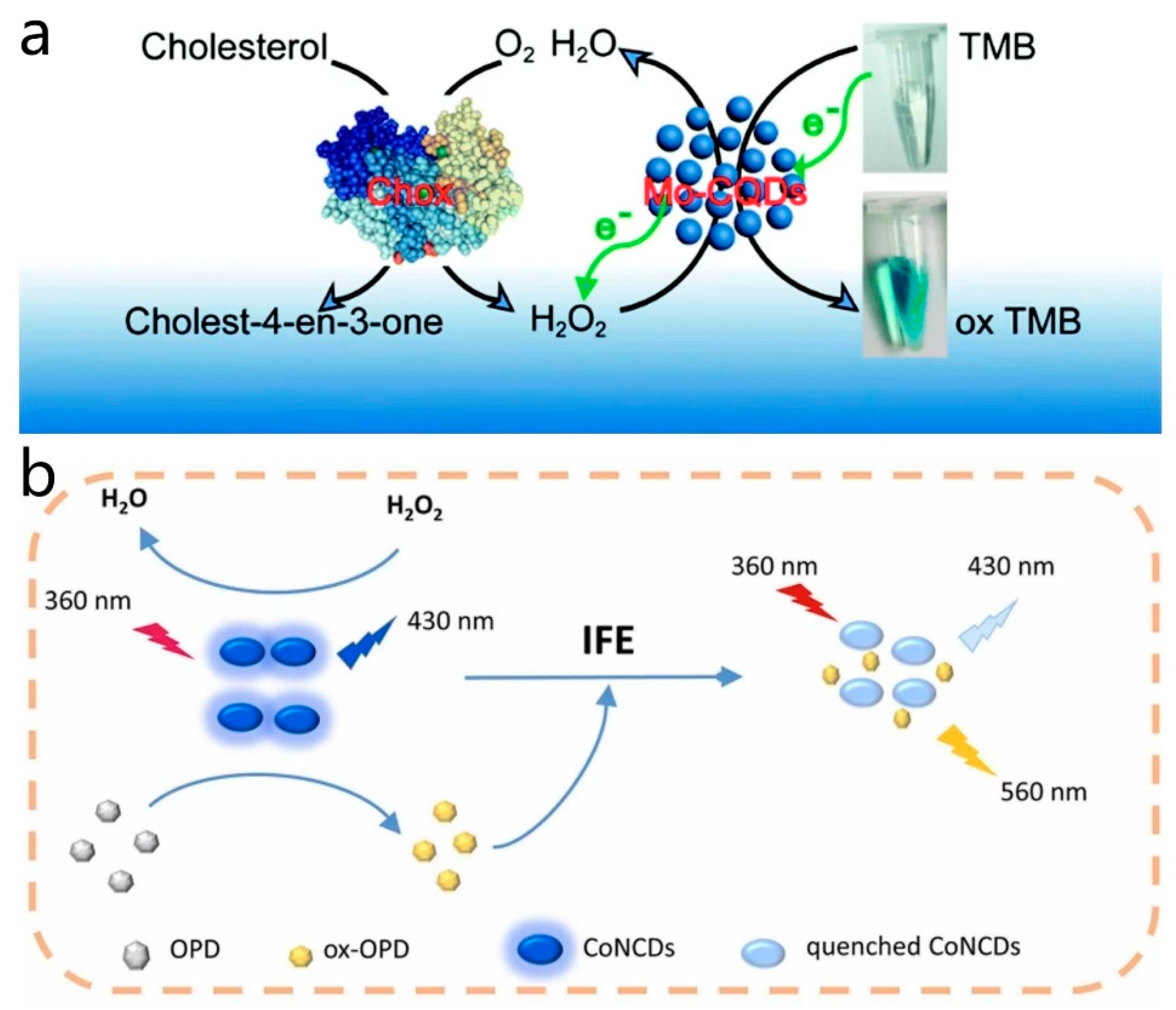 Antioxidants 13 00535 g007