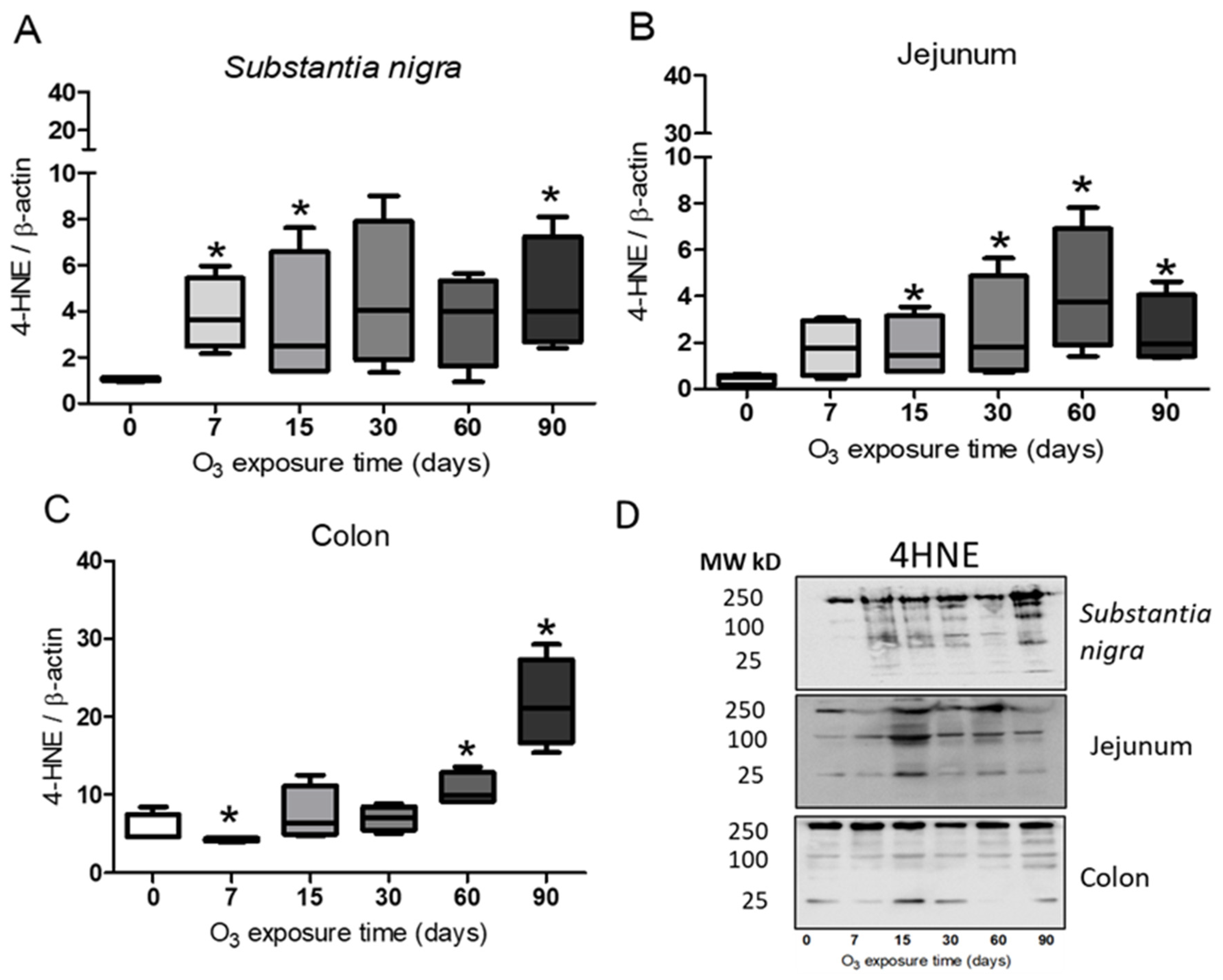 Antioxidants 13 00536 g004