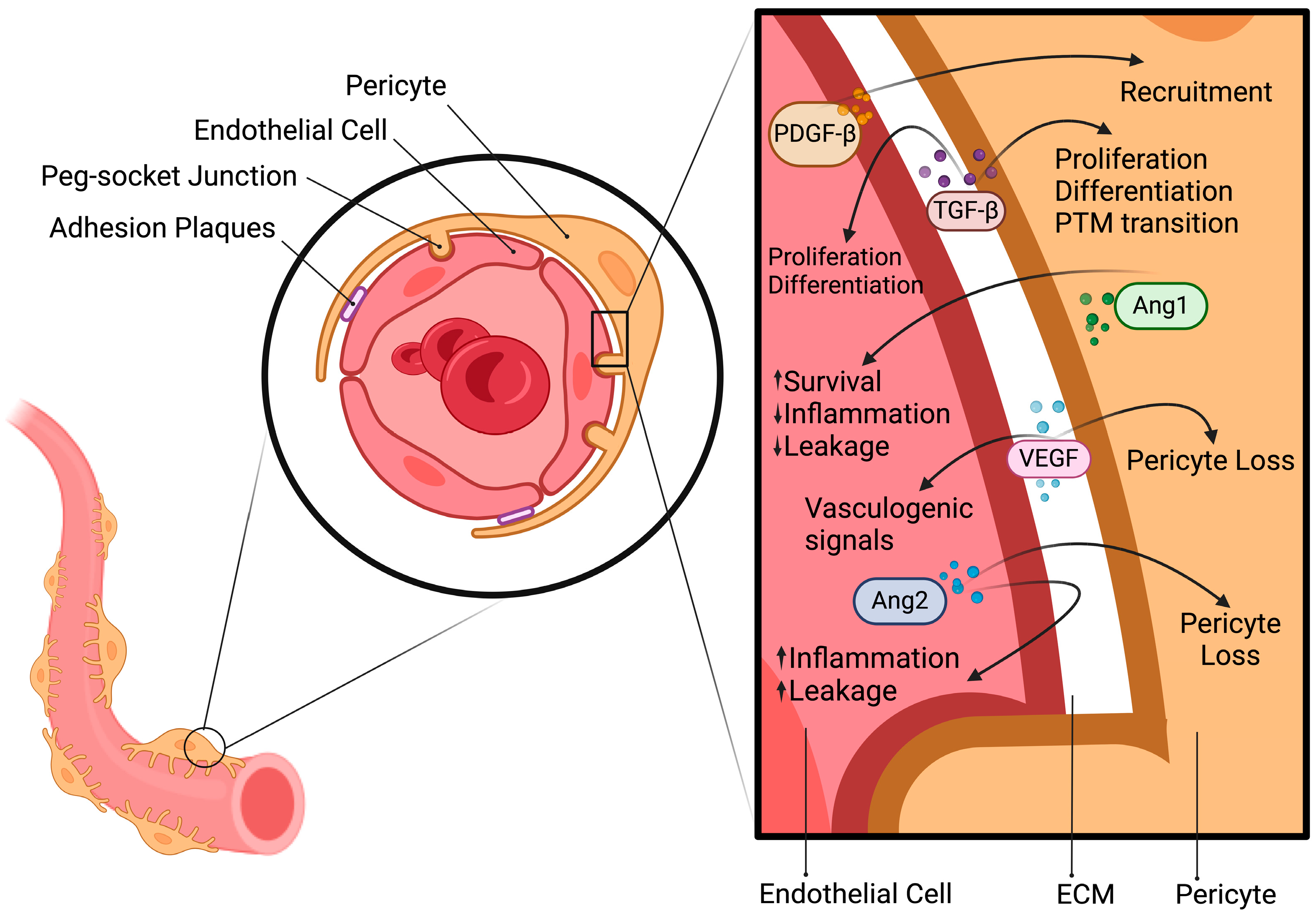 Antioxidants 13 00537 g001
