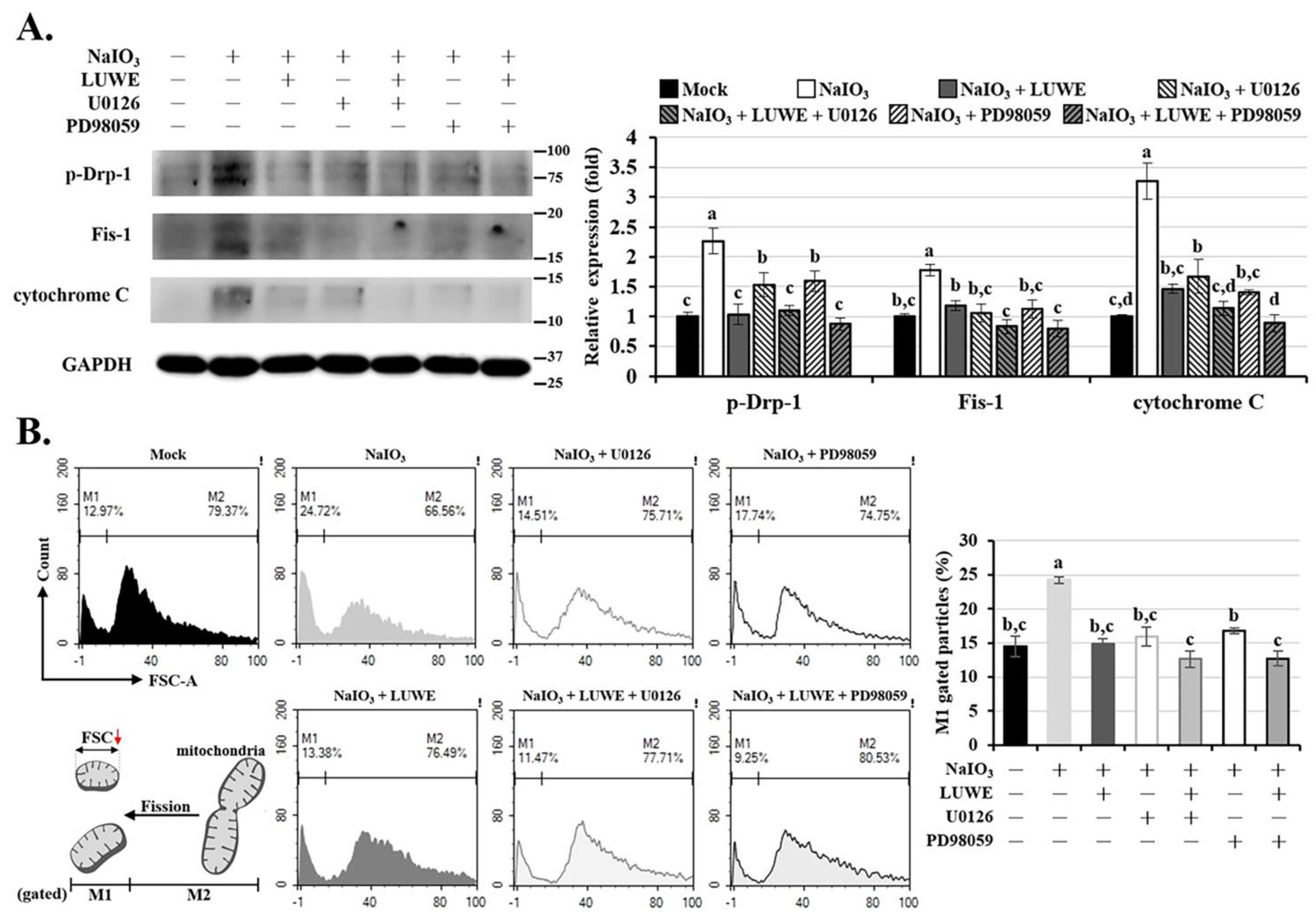 Antioxidants 13 00538 g006