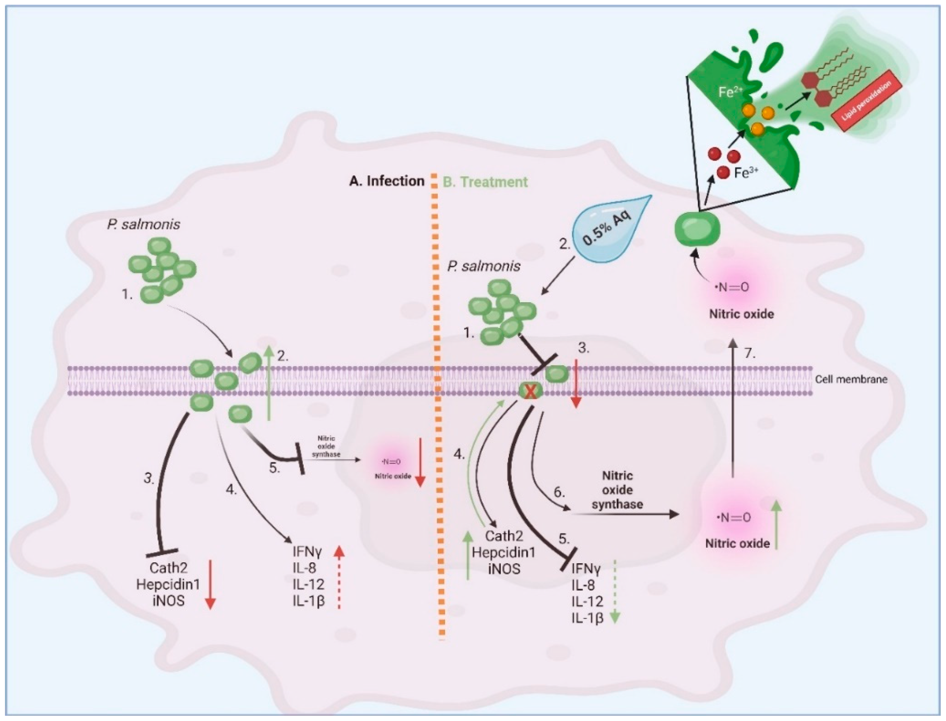 Antioxidants 13 00542 g007