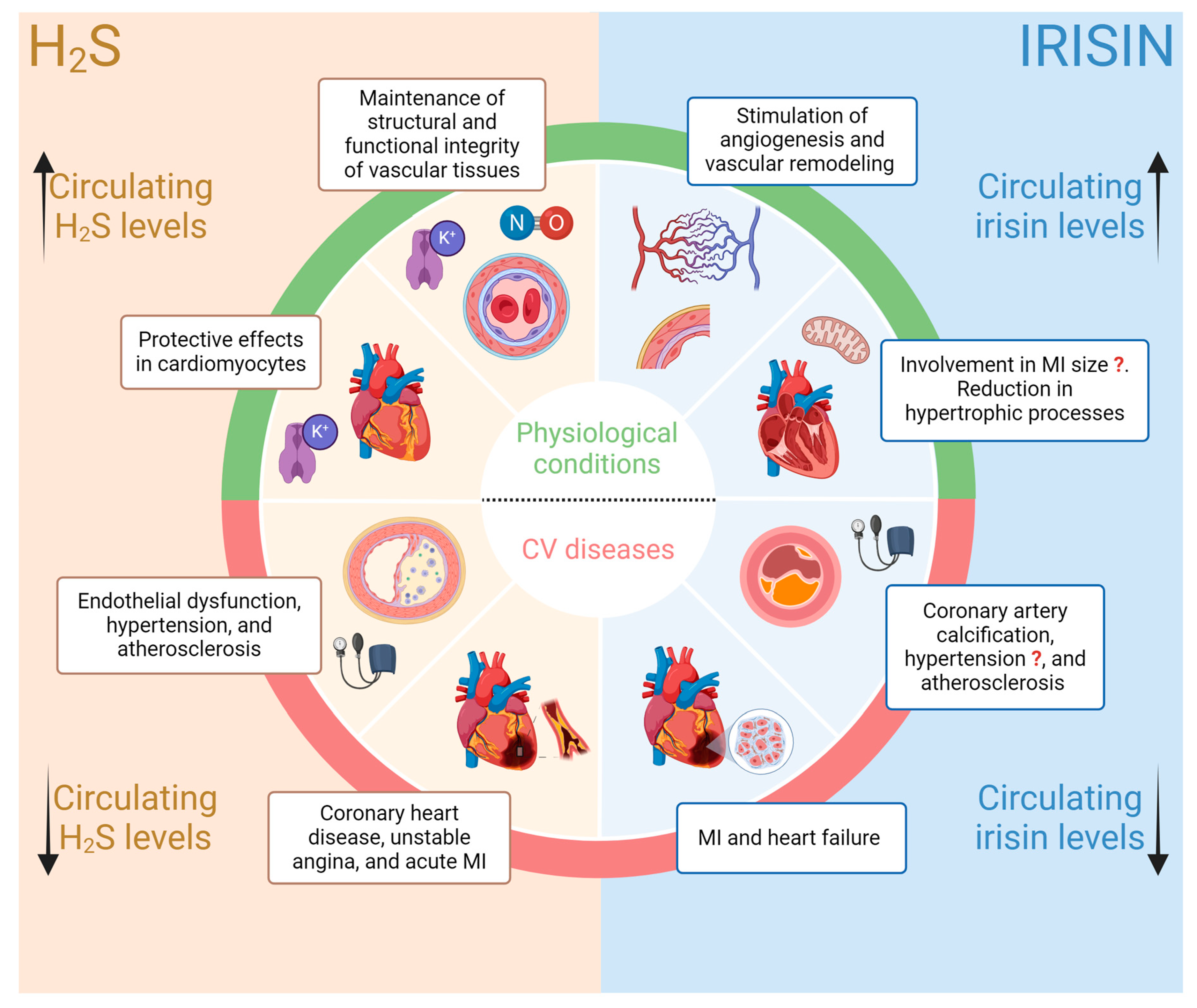 Antioxidants 13 00543 g001