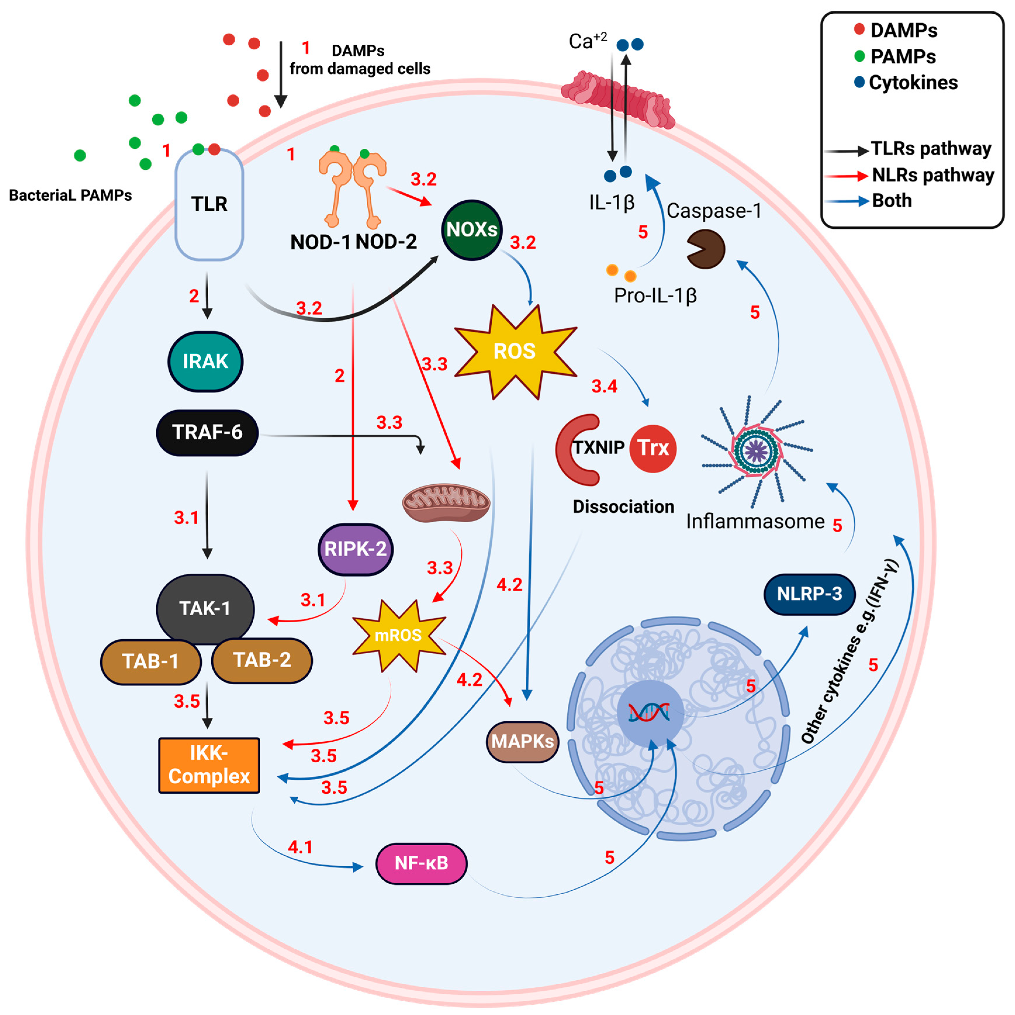 Antioxidants 13 00545 g001