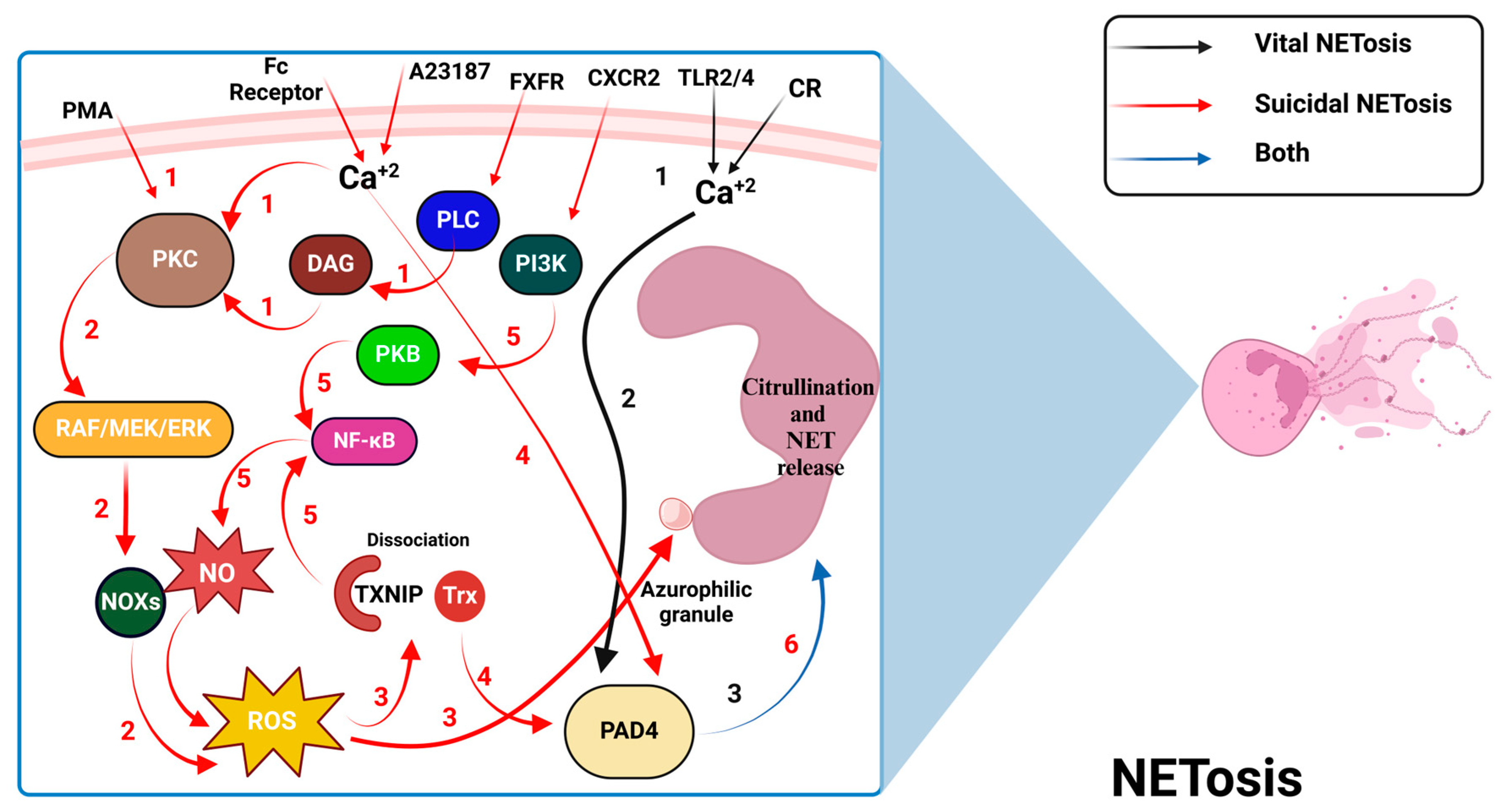 Antioxidants 13 00545 g003