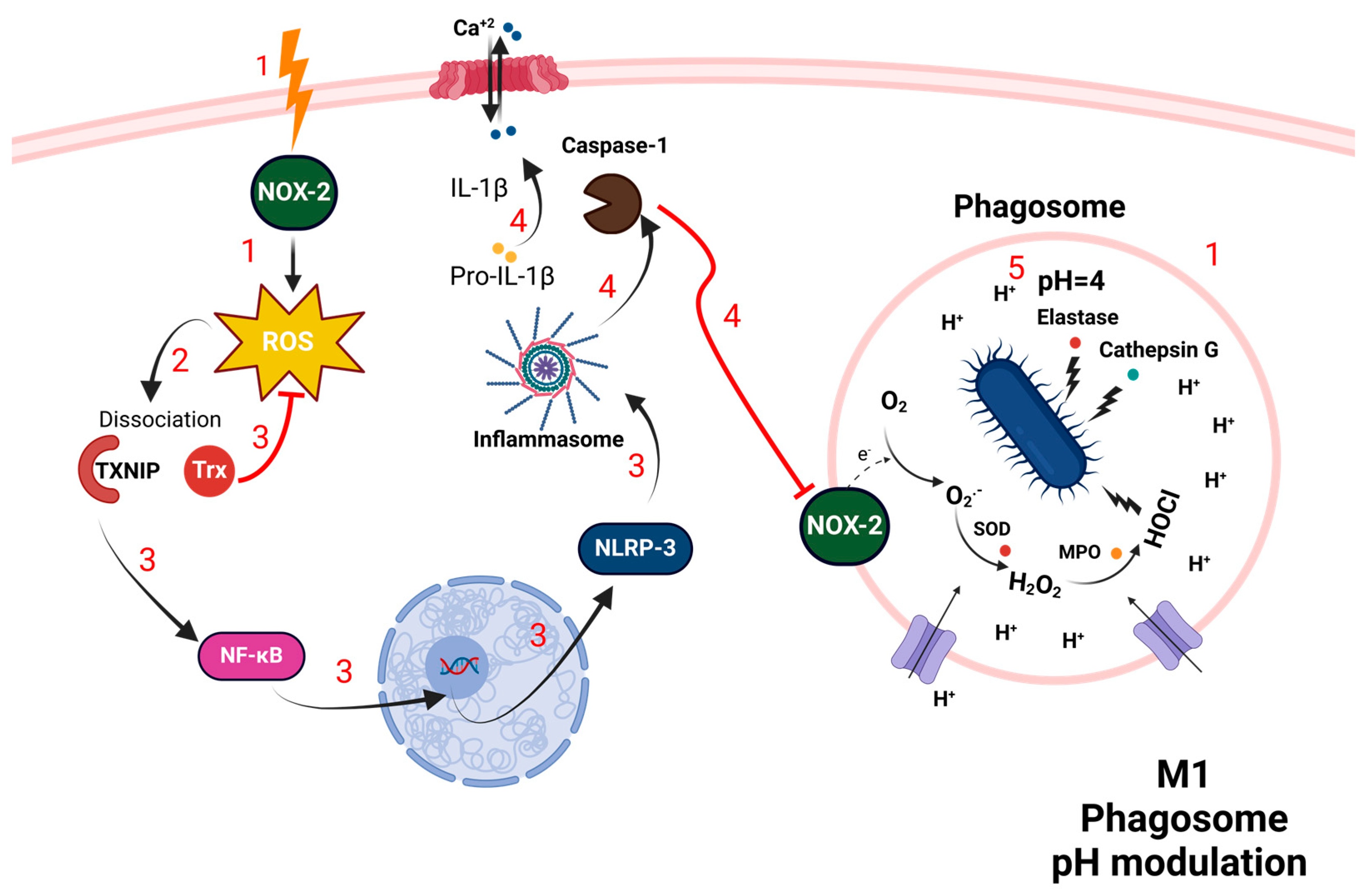 Antioxidants 13 00545 g004