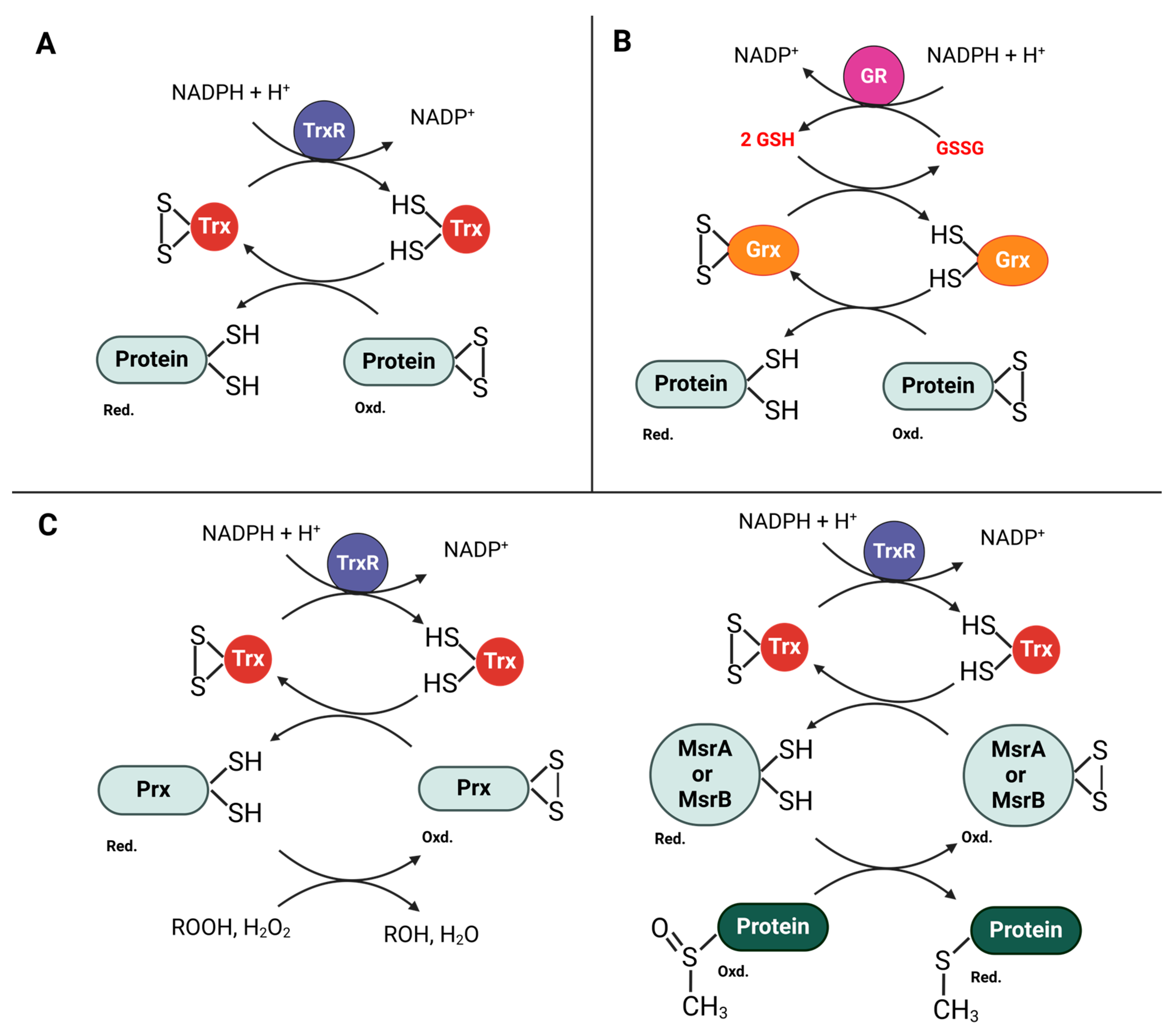 Antioxidants 13 00545 g007