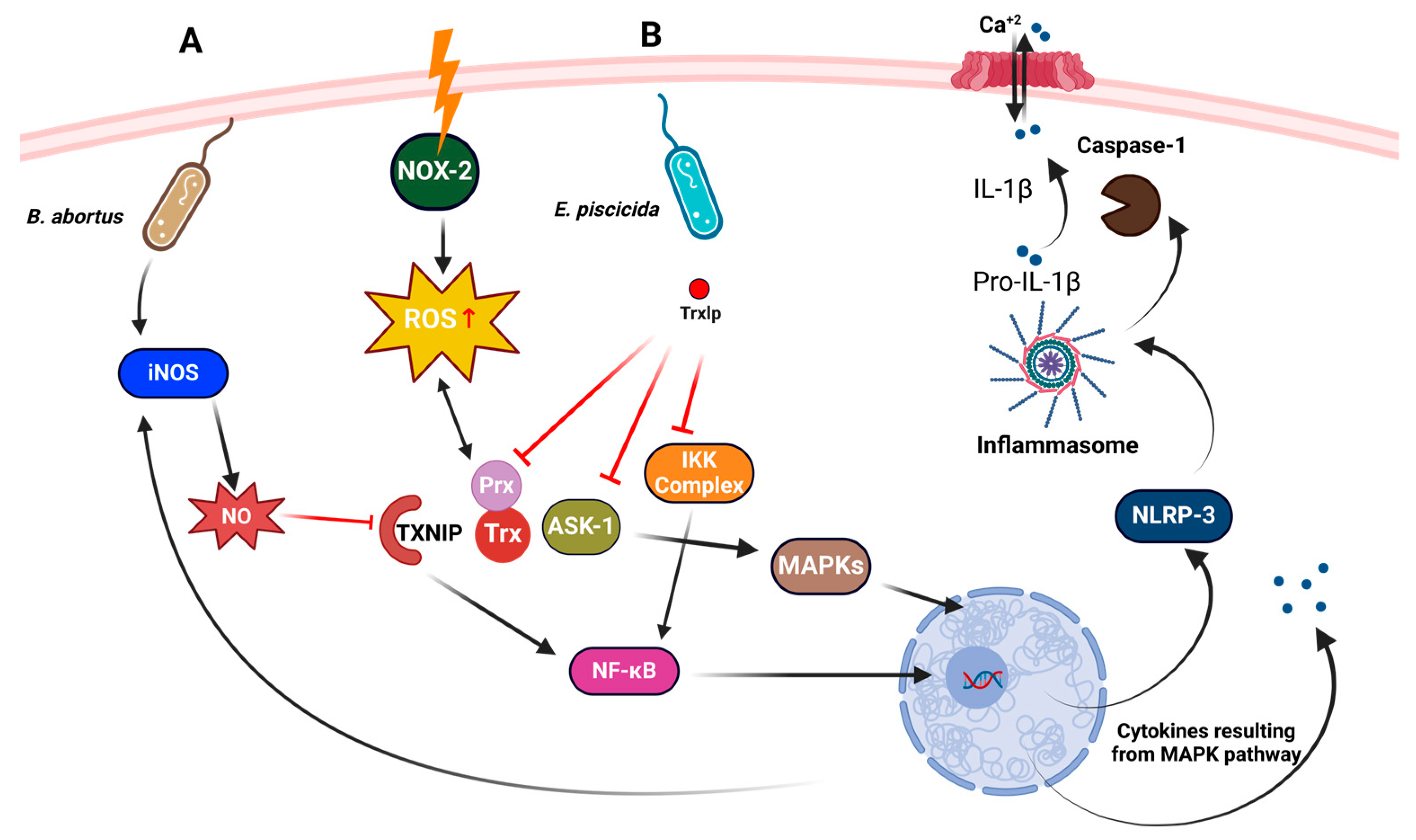 Antioxidants 13 00545 g008