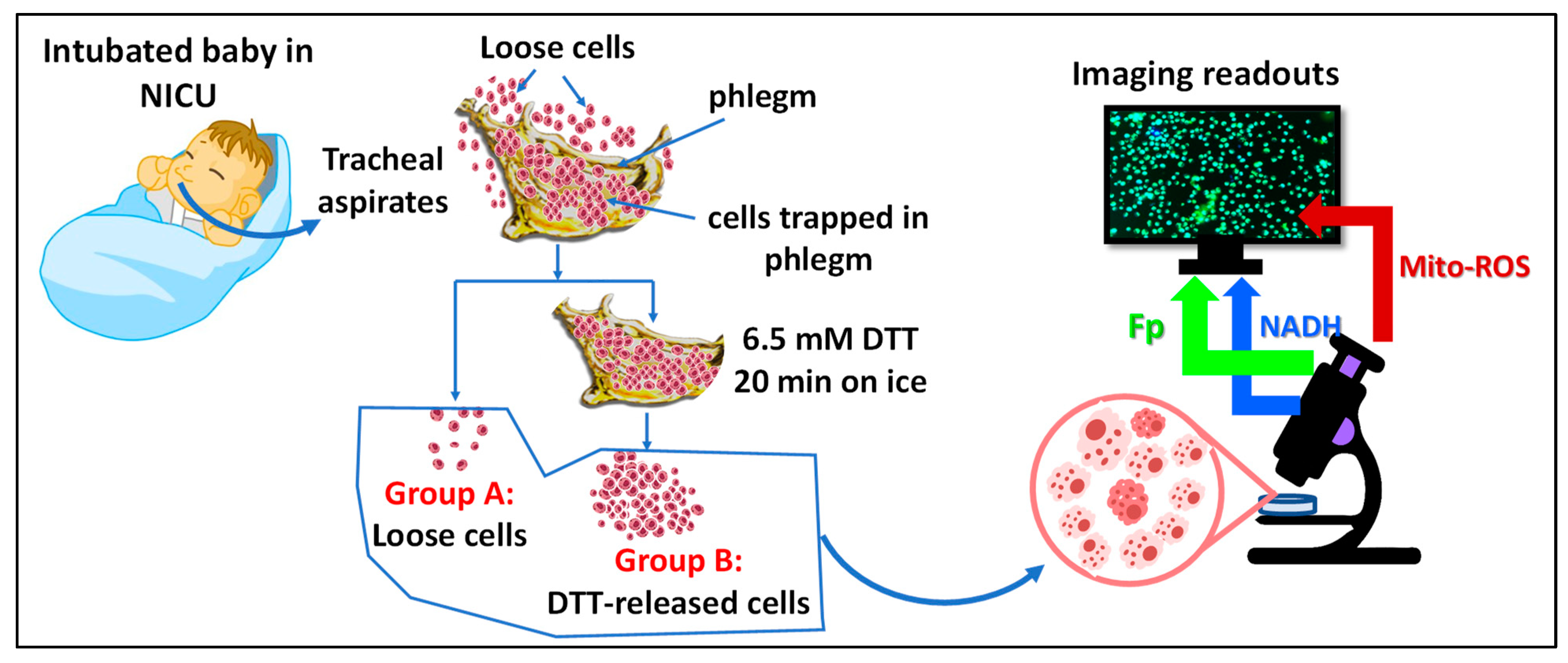 Antioxidants 13 00546 g001