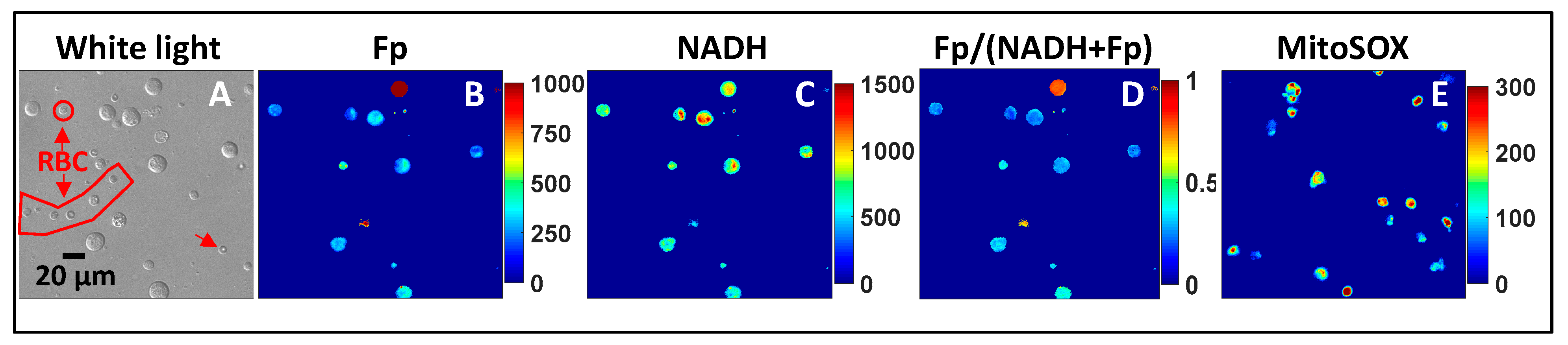 Antioxidants 13 00546 g007