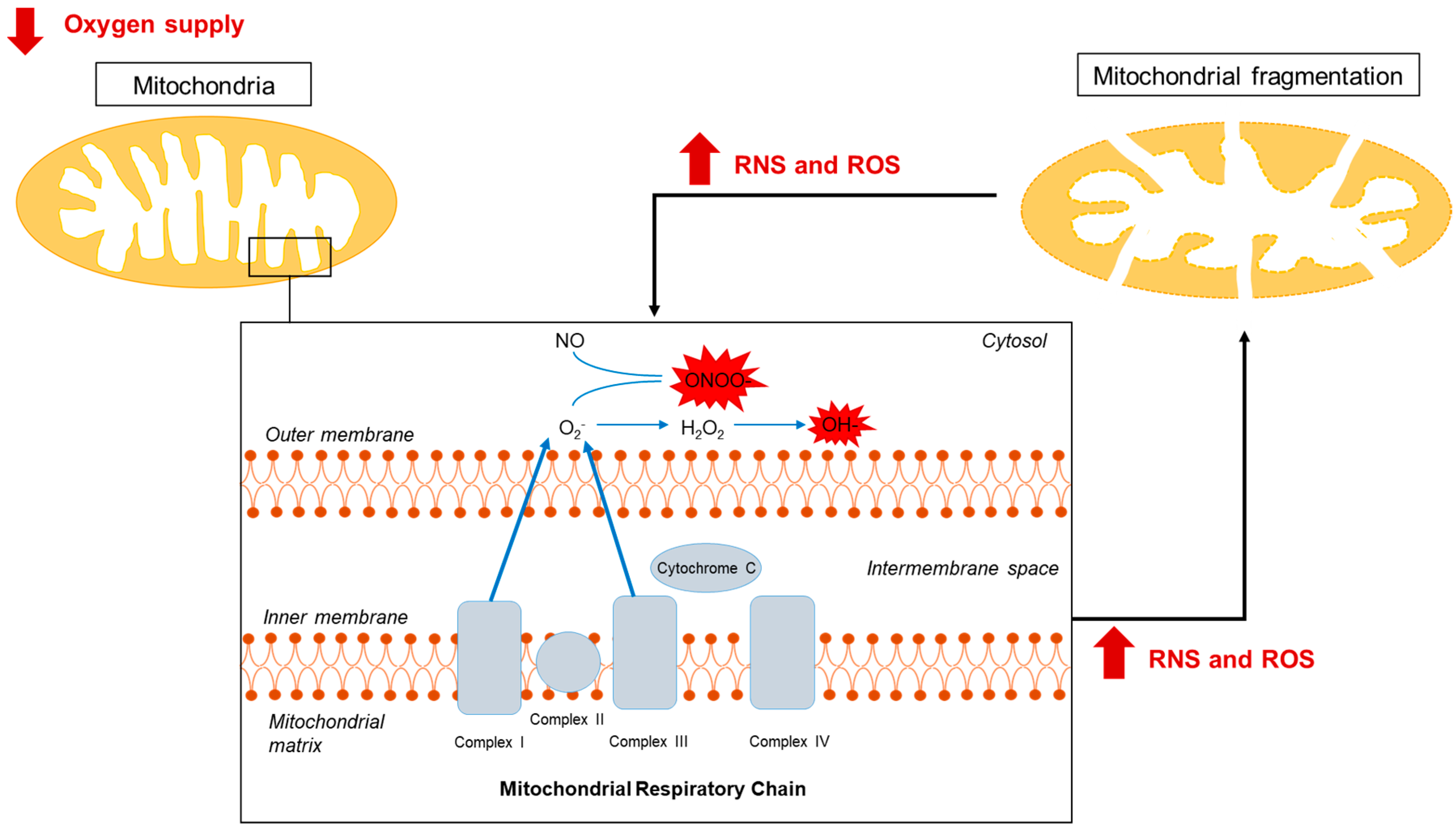 Antioxidants 13 00547 g001