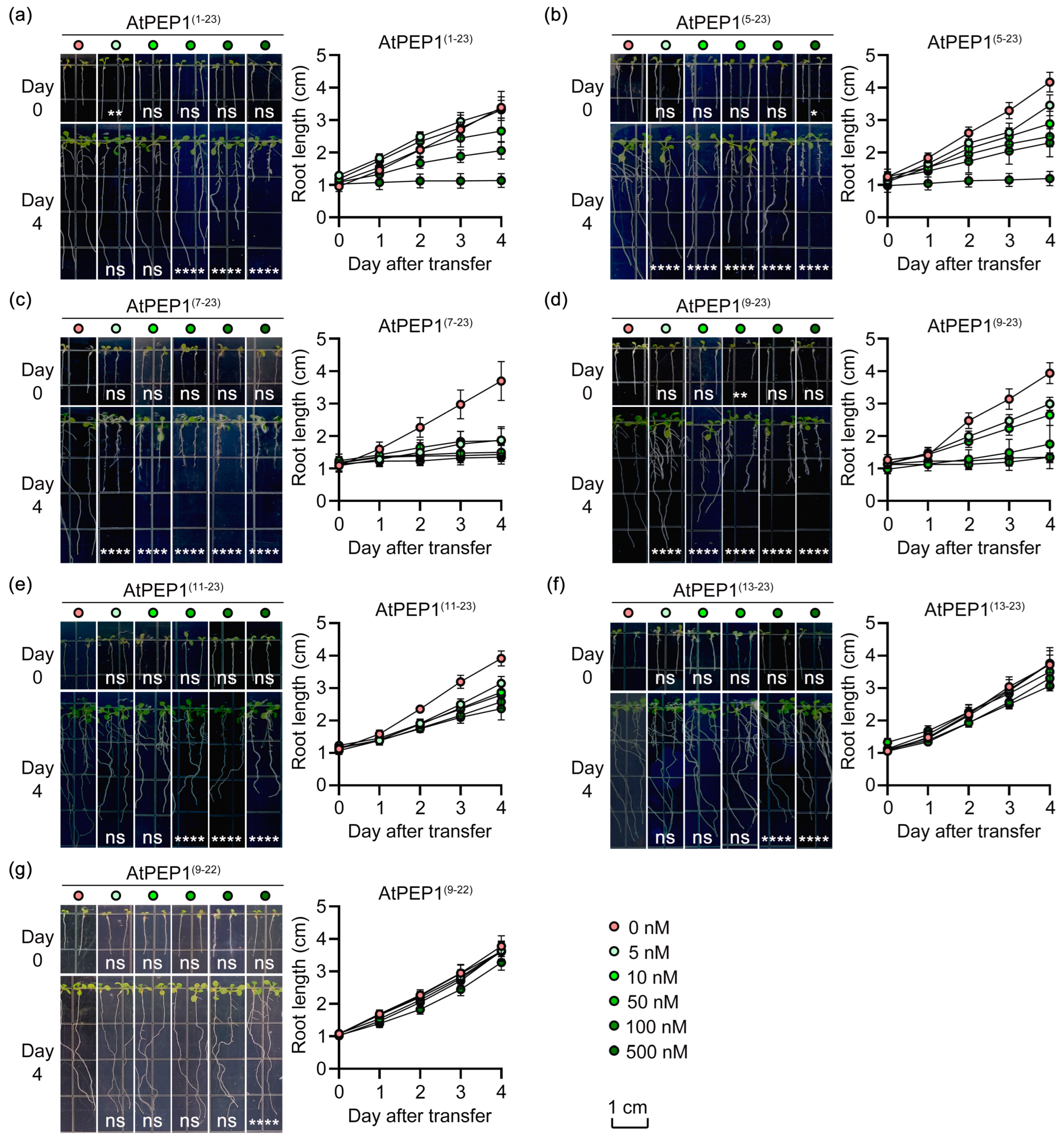 Antioxidants 13 00549 g002