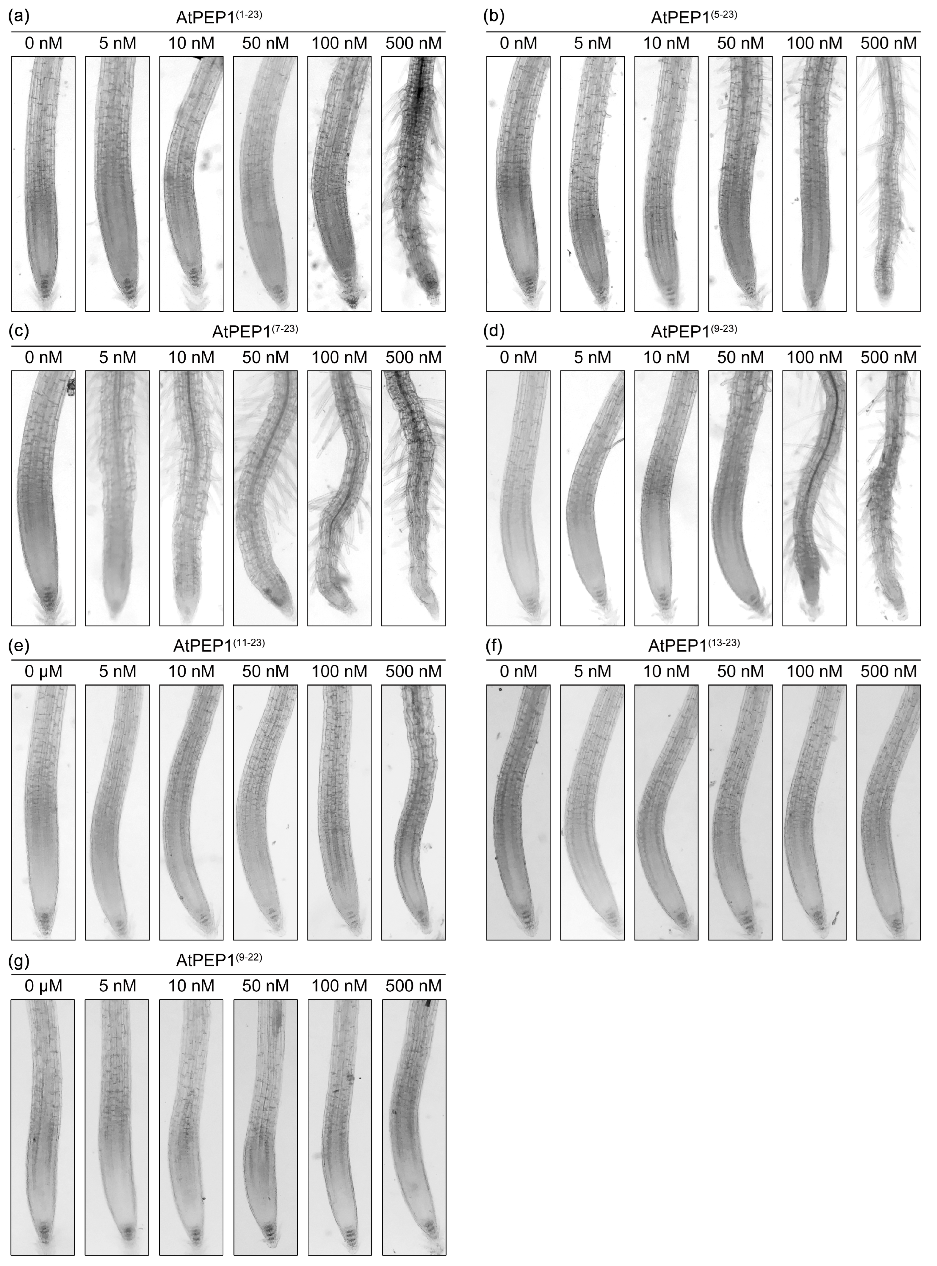 Antioxidants 13 00549 g003