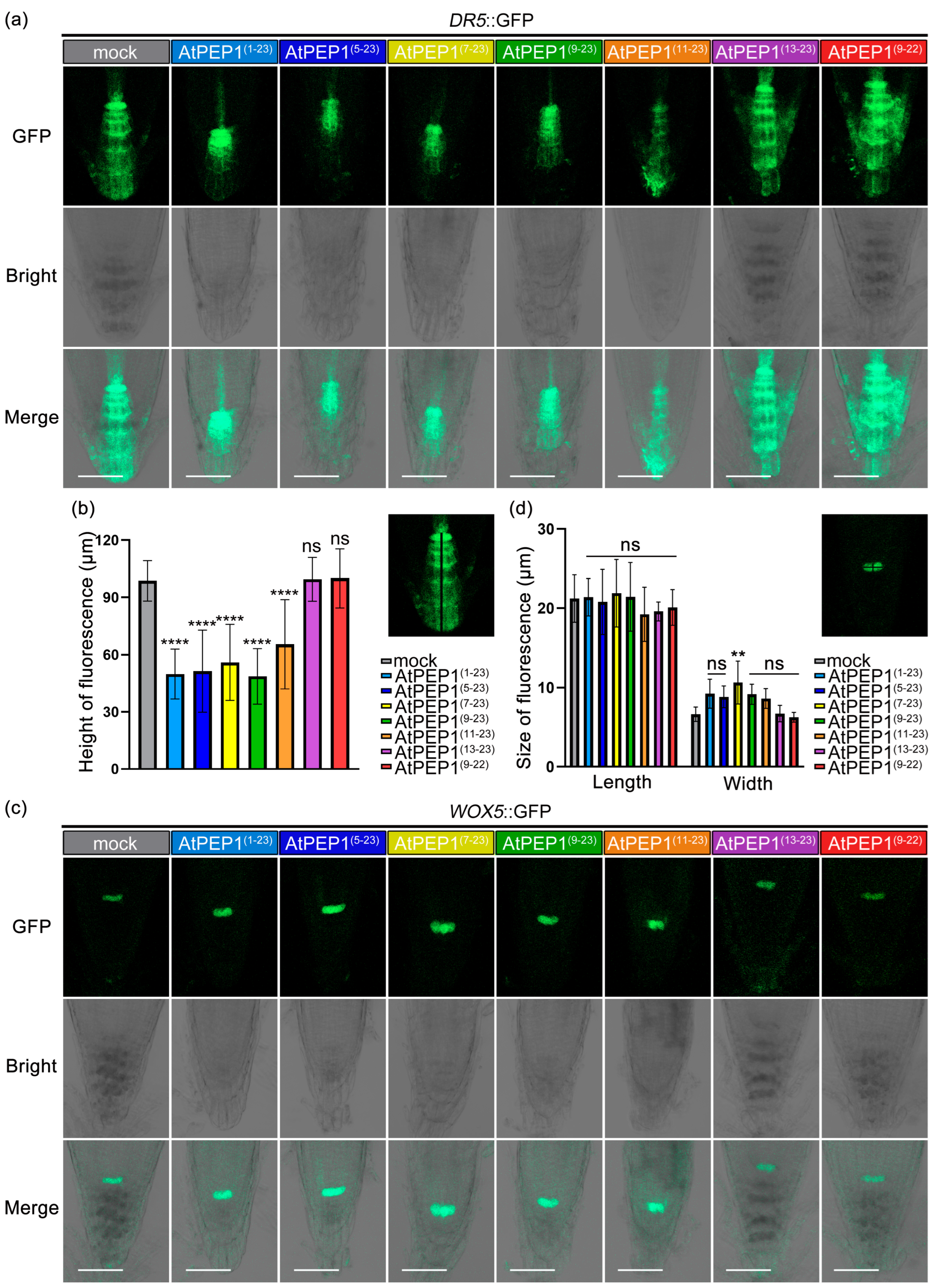 Antioxidants 13 00549 g005