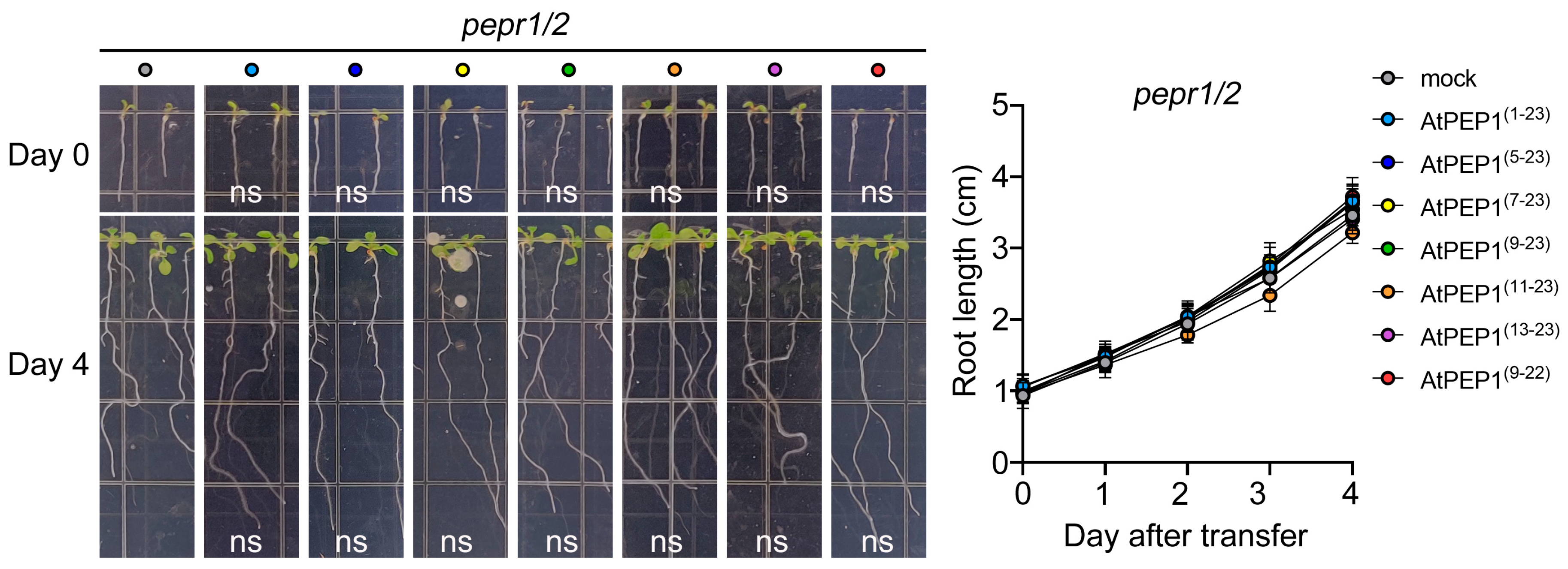 Antioxidants 13 00549 g006