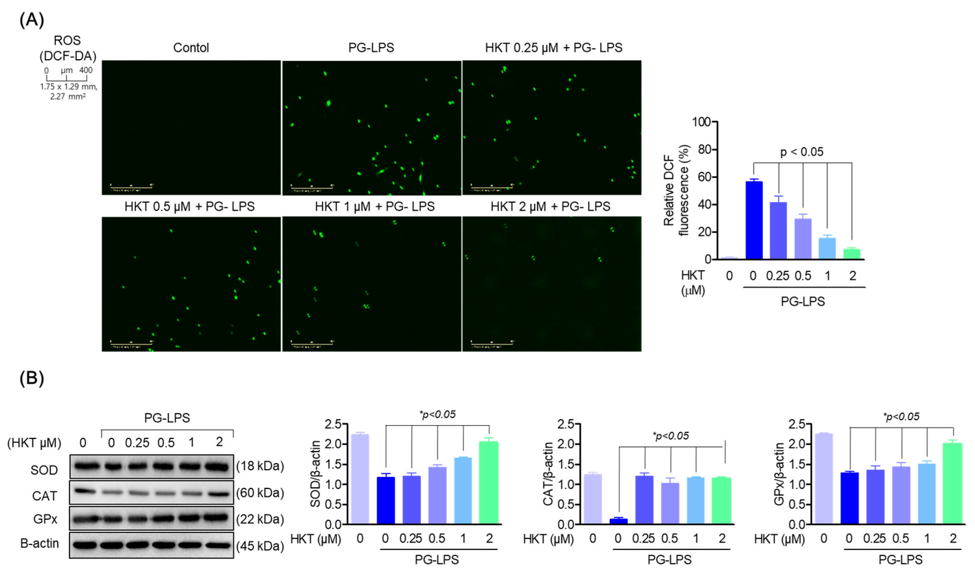 Antioxidants 13 00550 g002