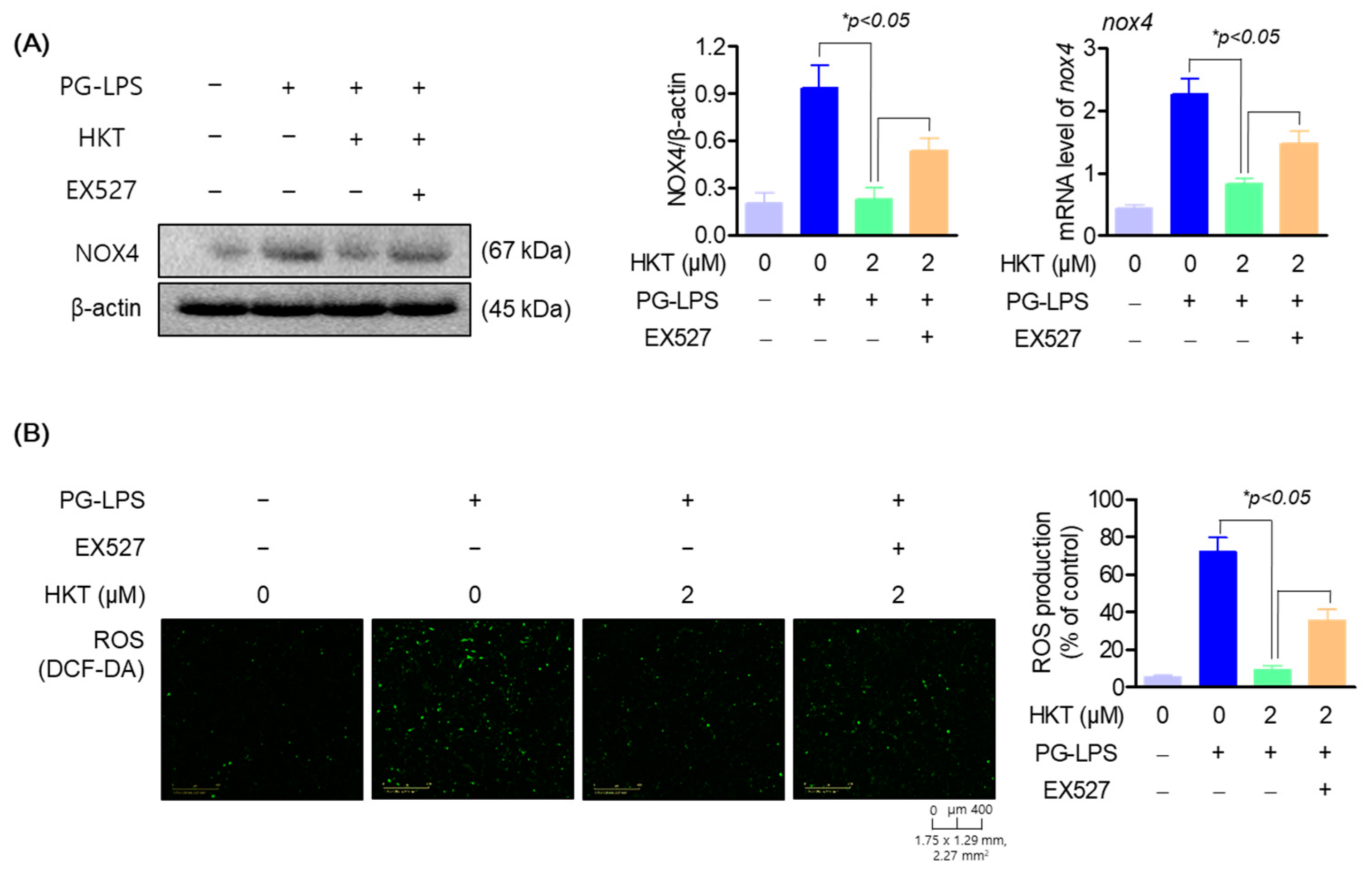 Antioxidants 13 00550 g006