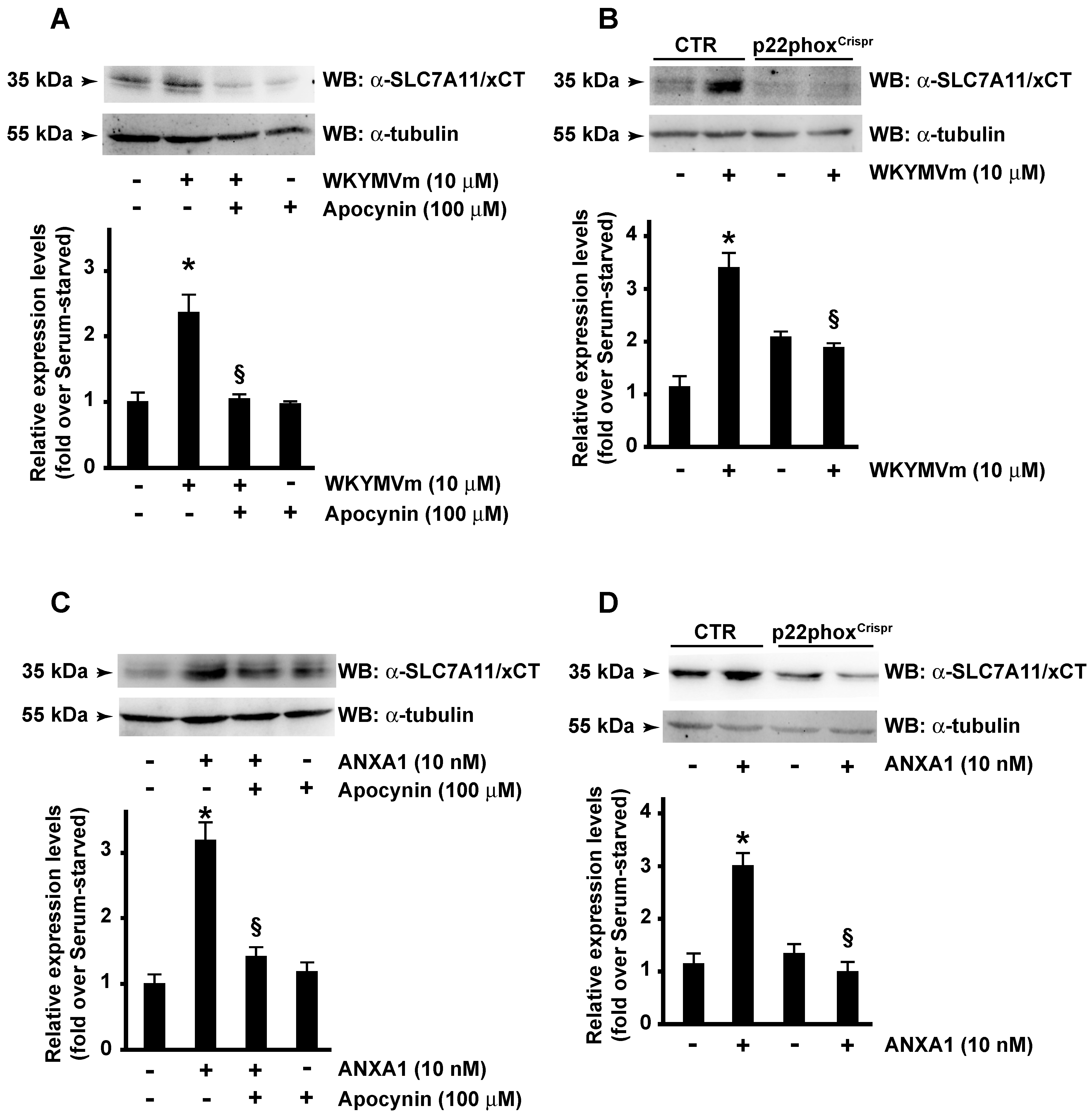 Antioxidants 13 00552 g002