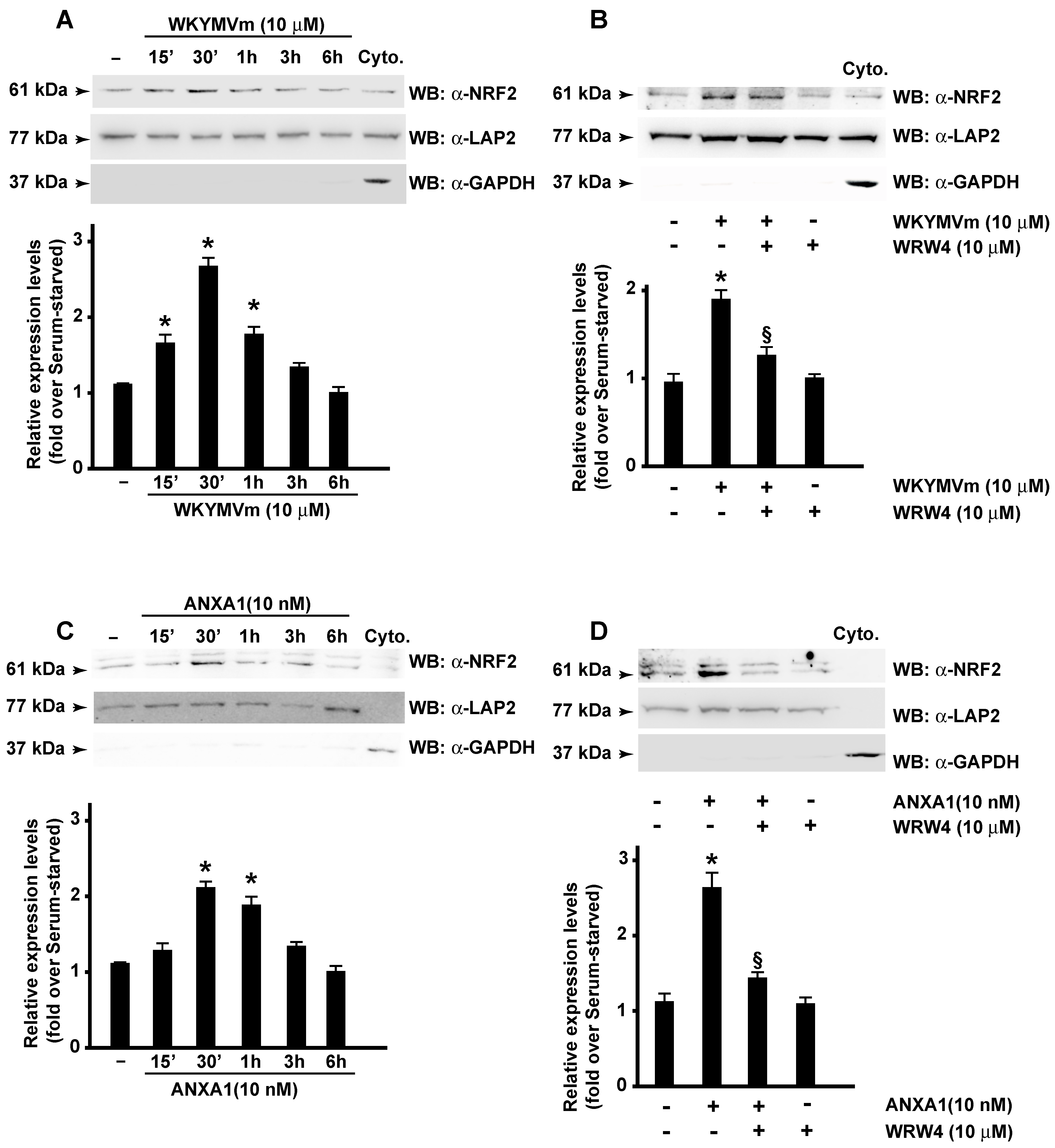 Antioxidants 13 00552 g005