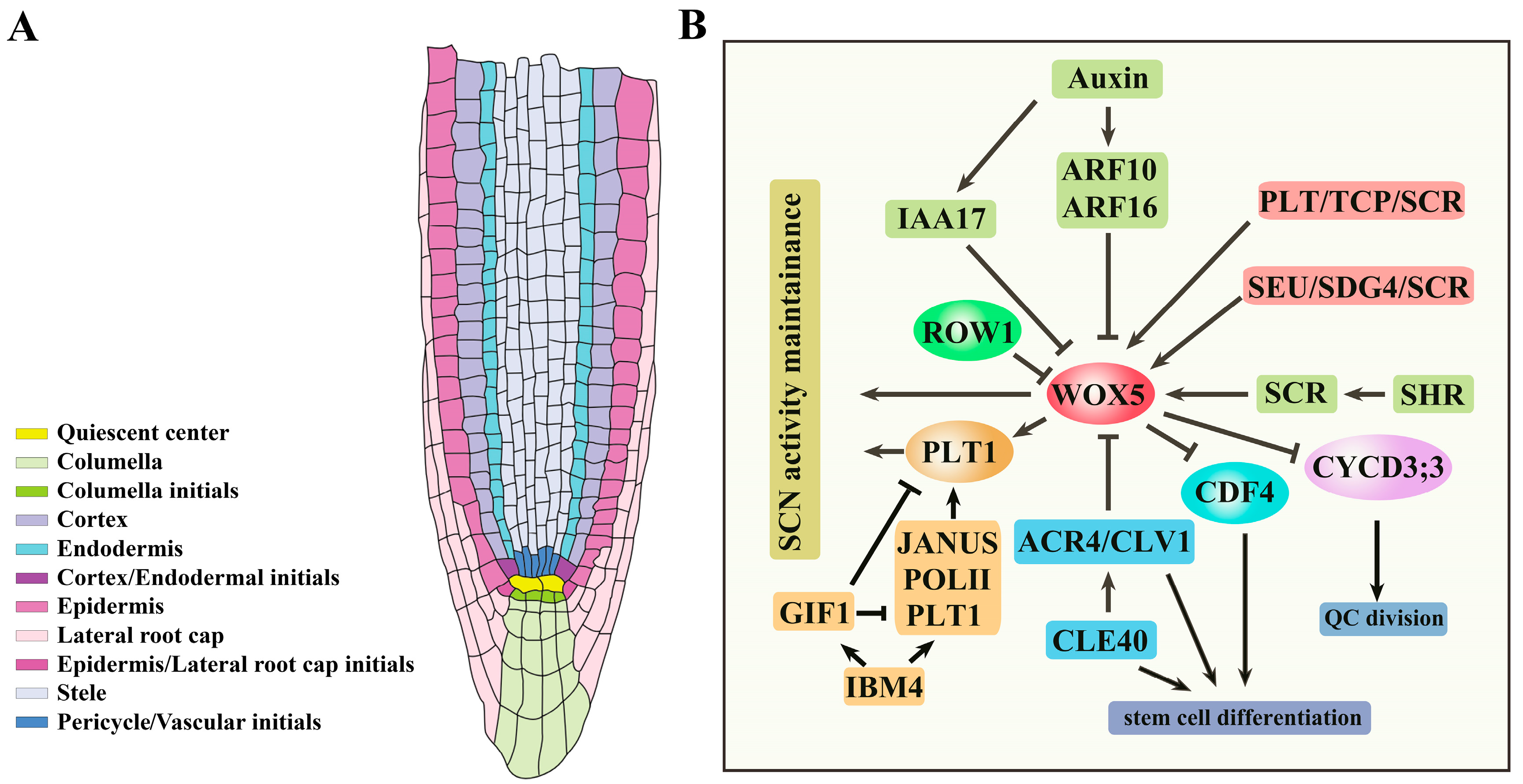 Antioxidants 13 00554 g001