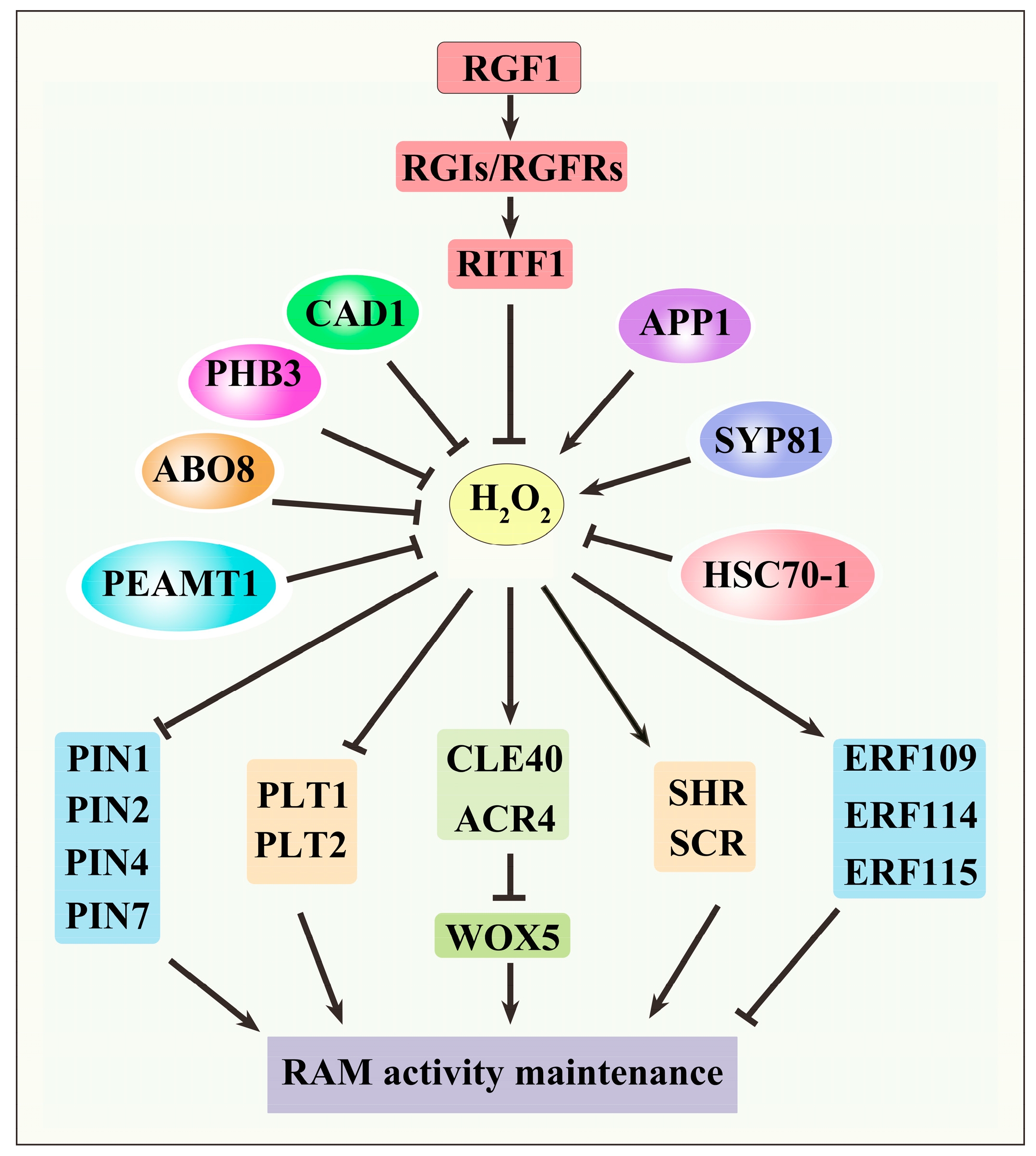Antioxidants 13 00554 g003