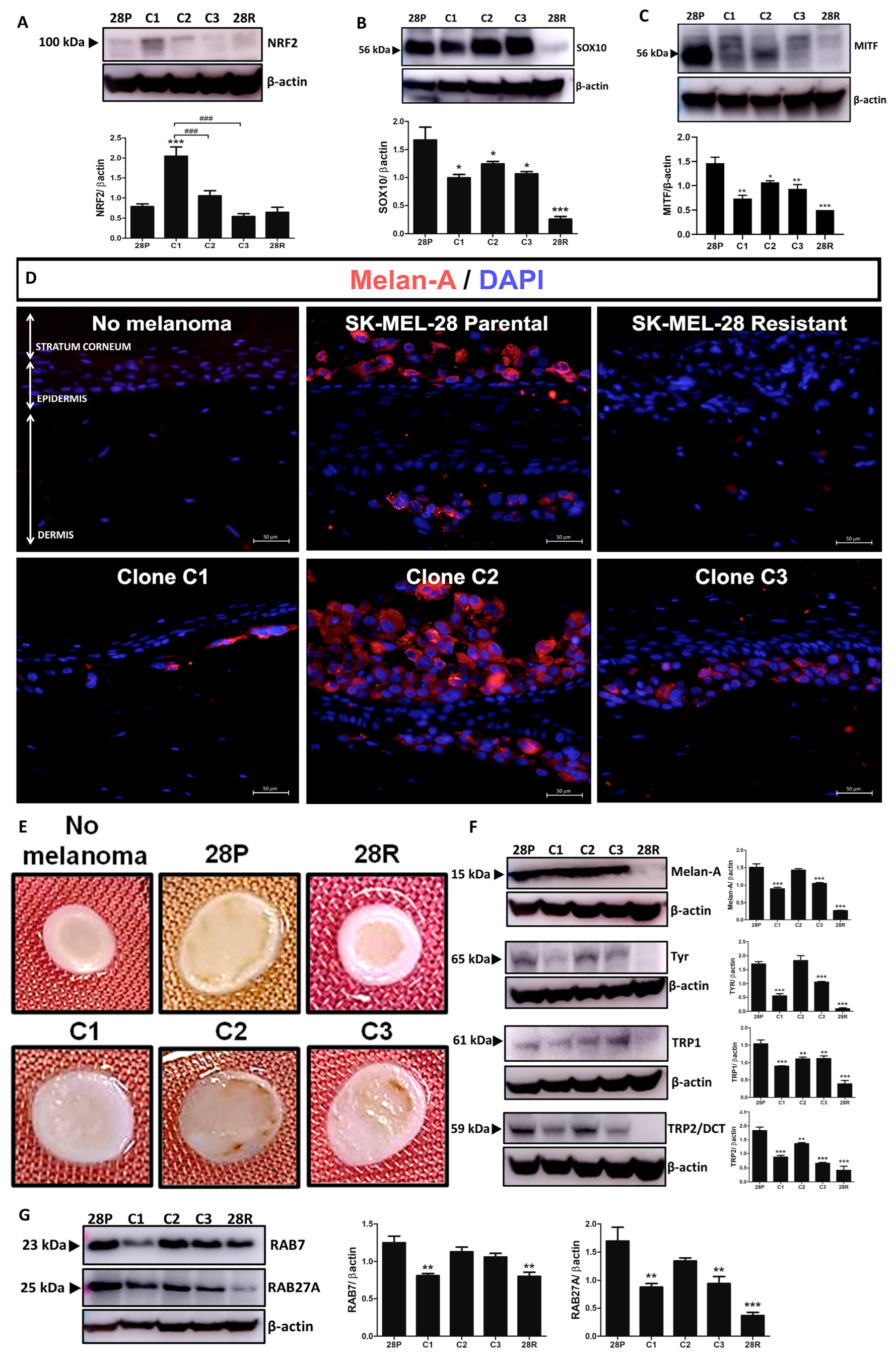 Antioxidants 13 00555 g004