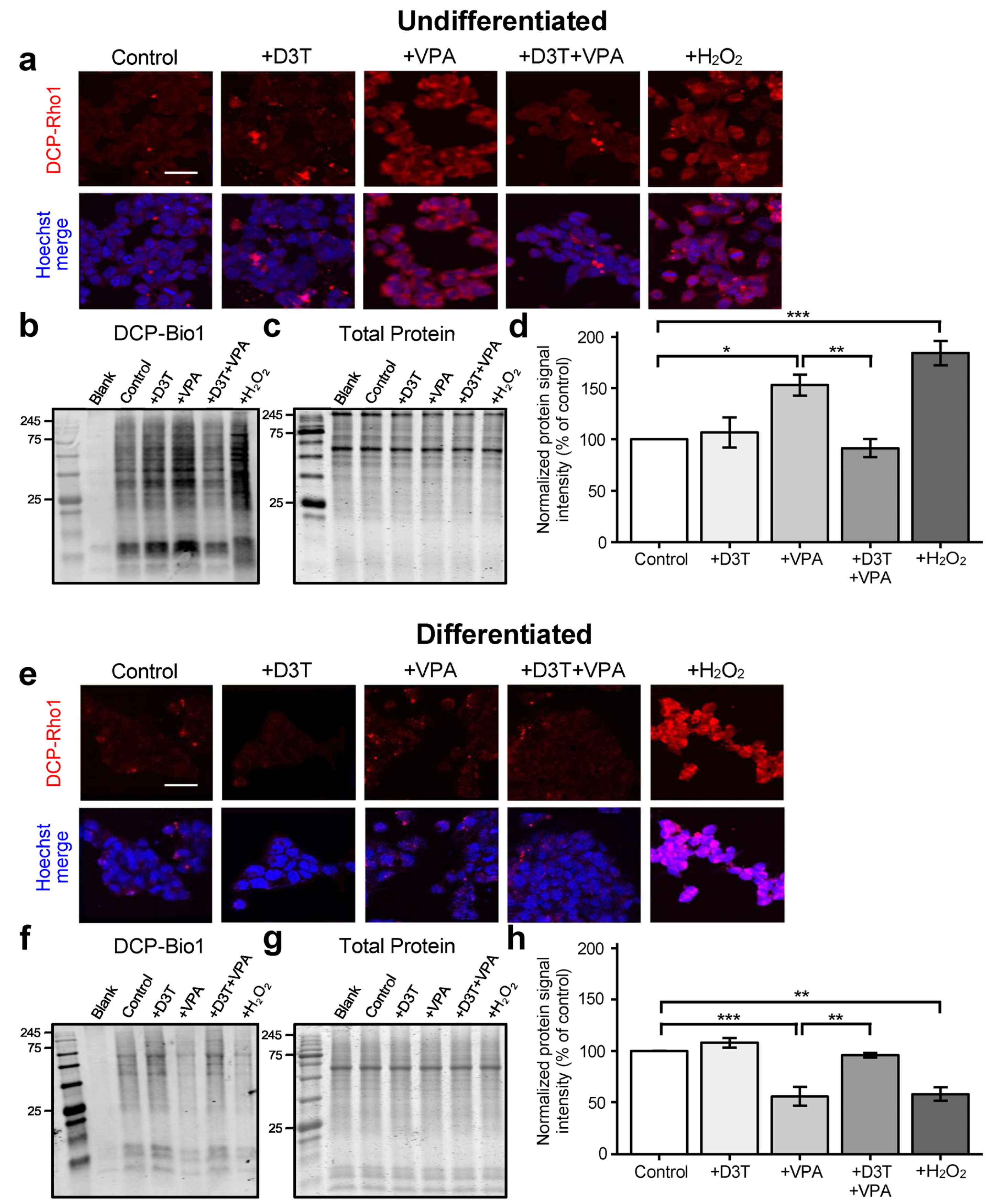 Antioxidants 13 00560 g003