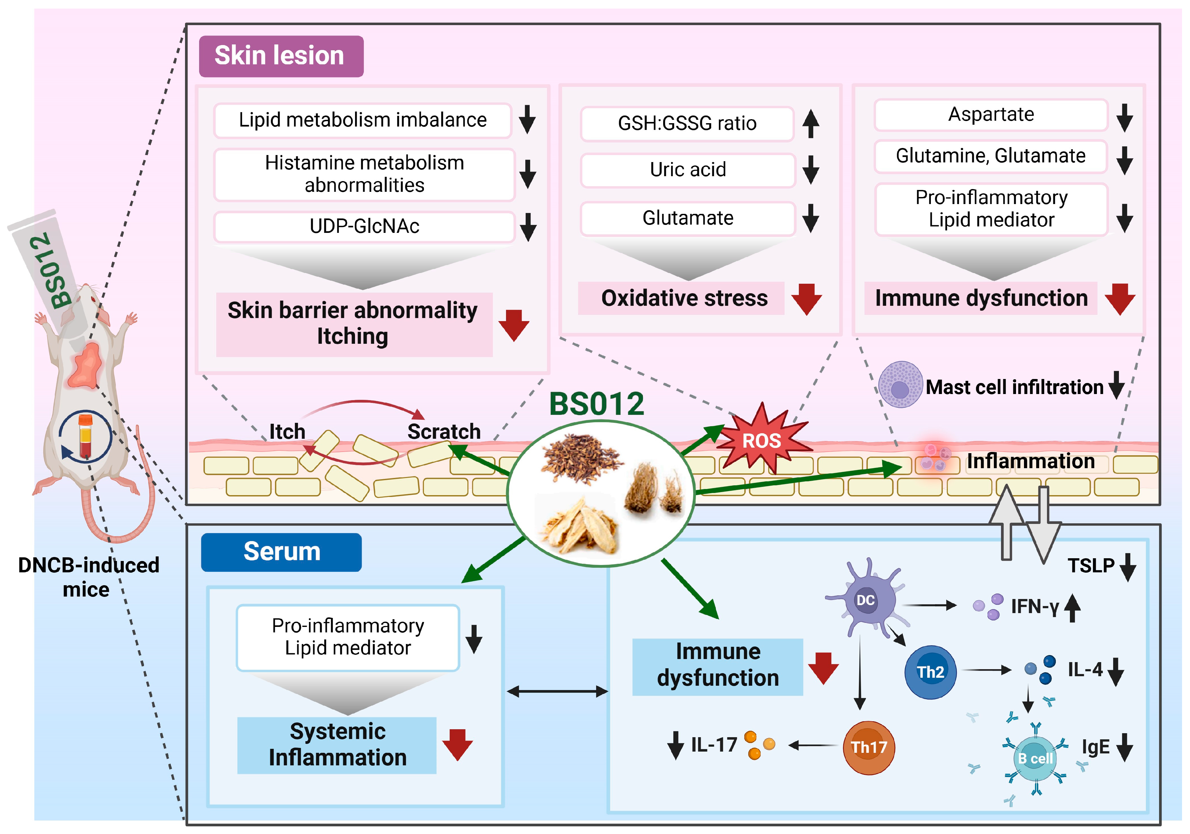 Antioxidants 13 00563 g007