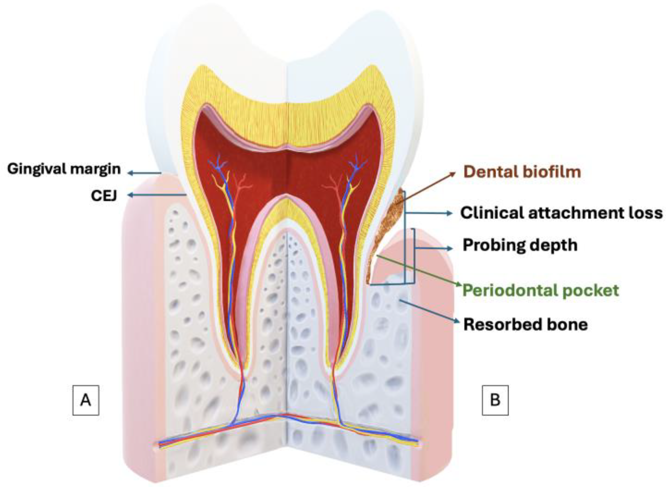 Antioxidants 13 00566 g001