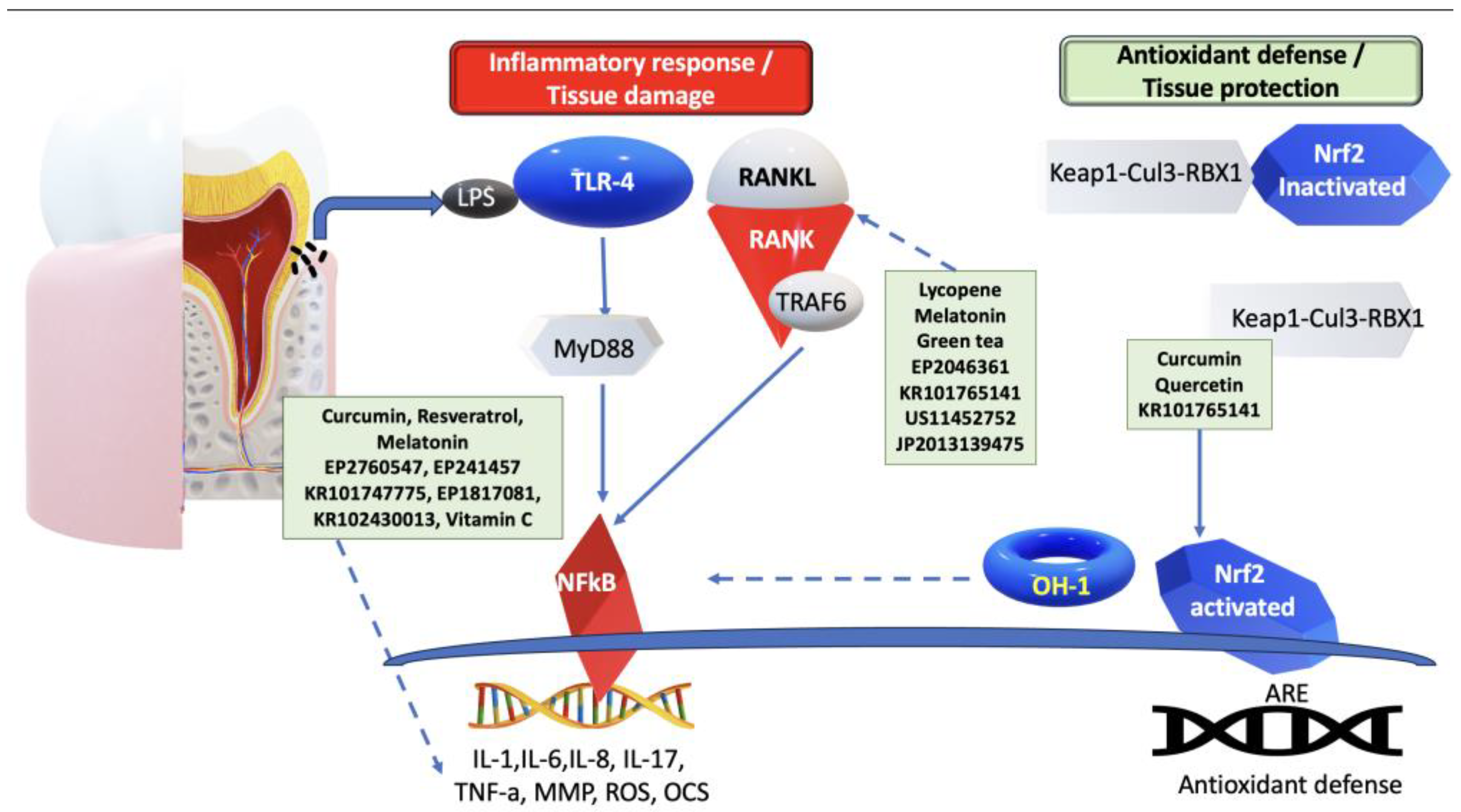Antioxidants 13 00566 g010