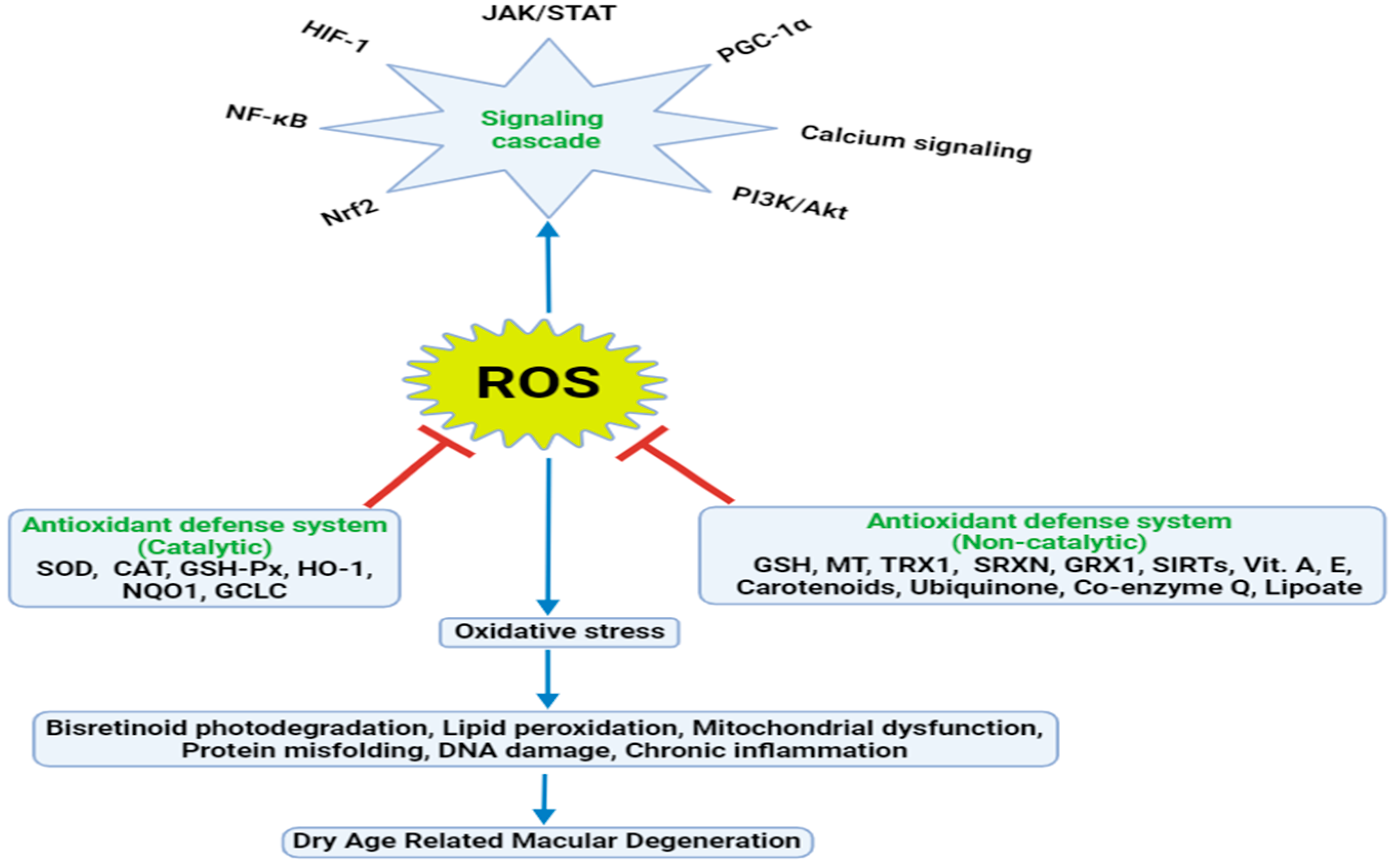 Antioxidants 13 00568 g001