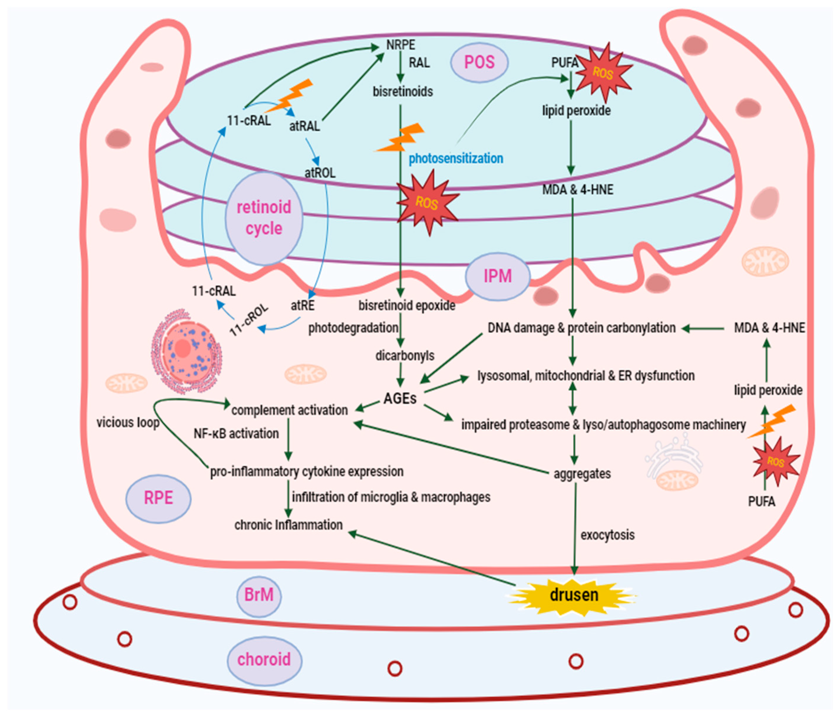 Antioxidants 13 00568 g002