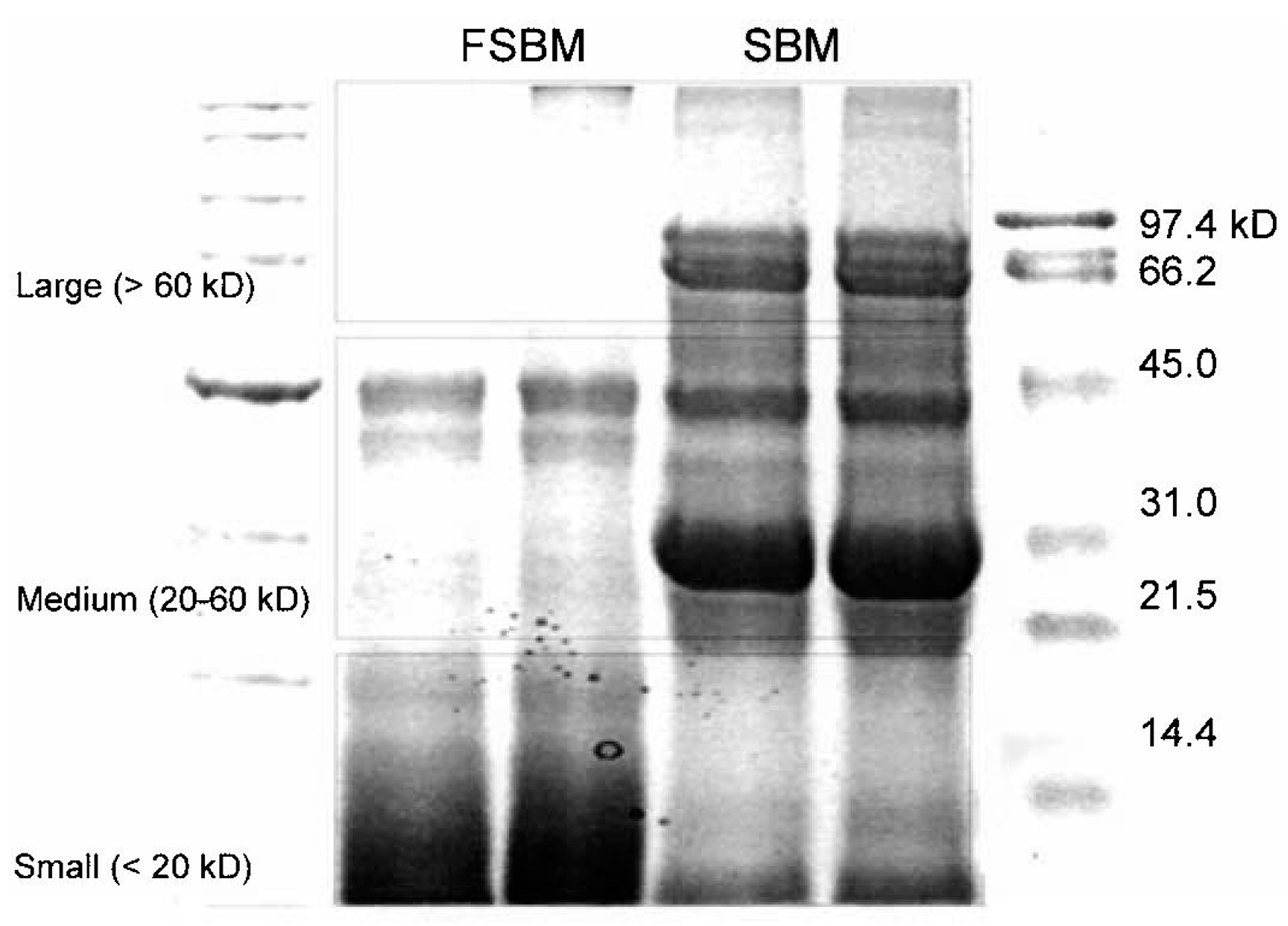 Antioxidants 13 00569 g003