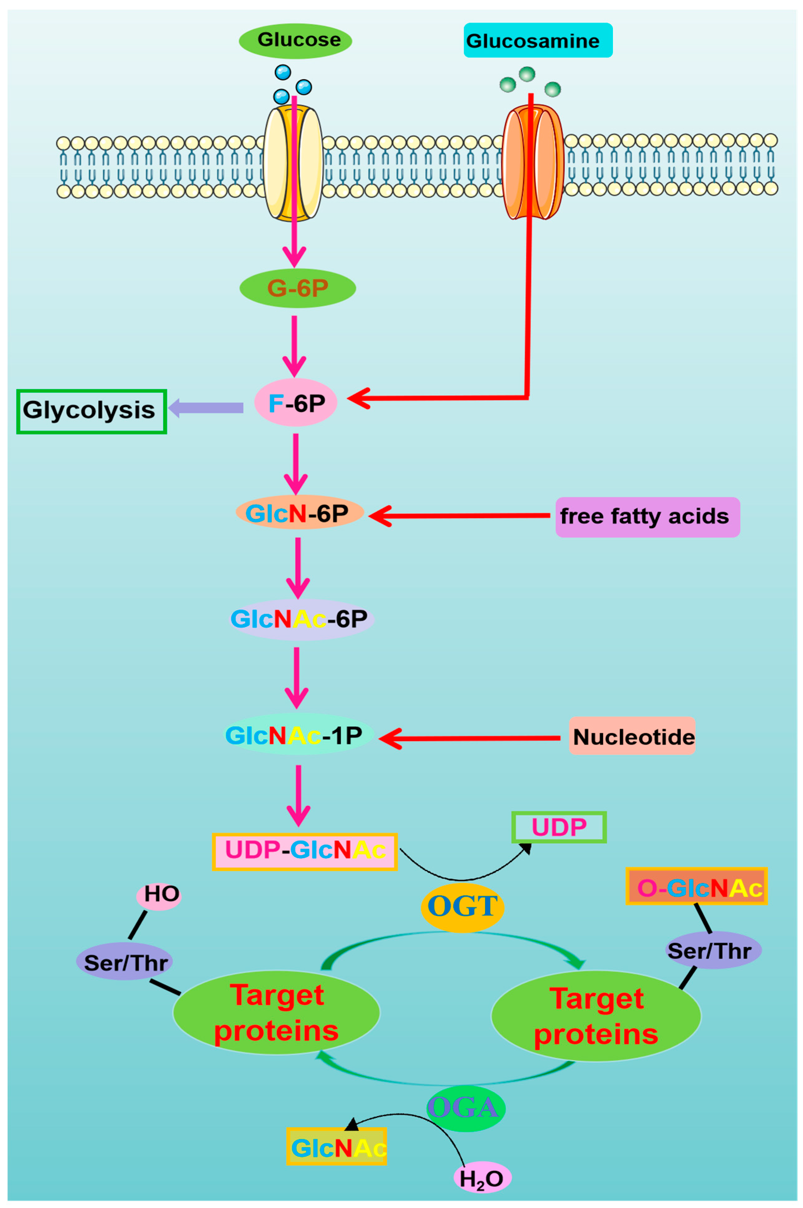 Antioxidants 13 00571 g001