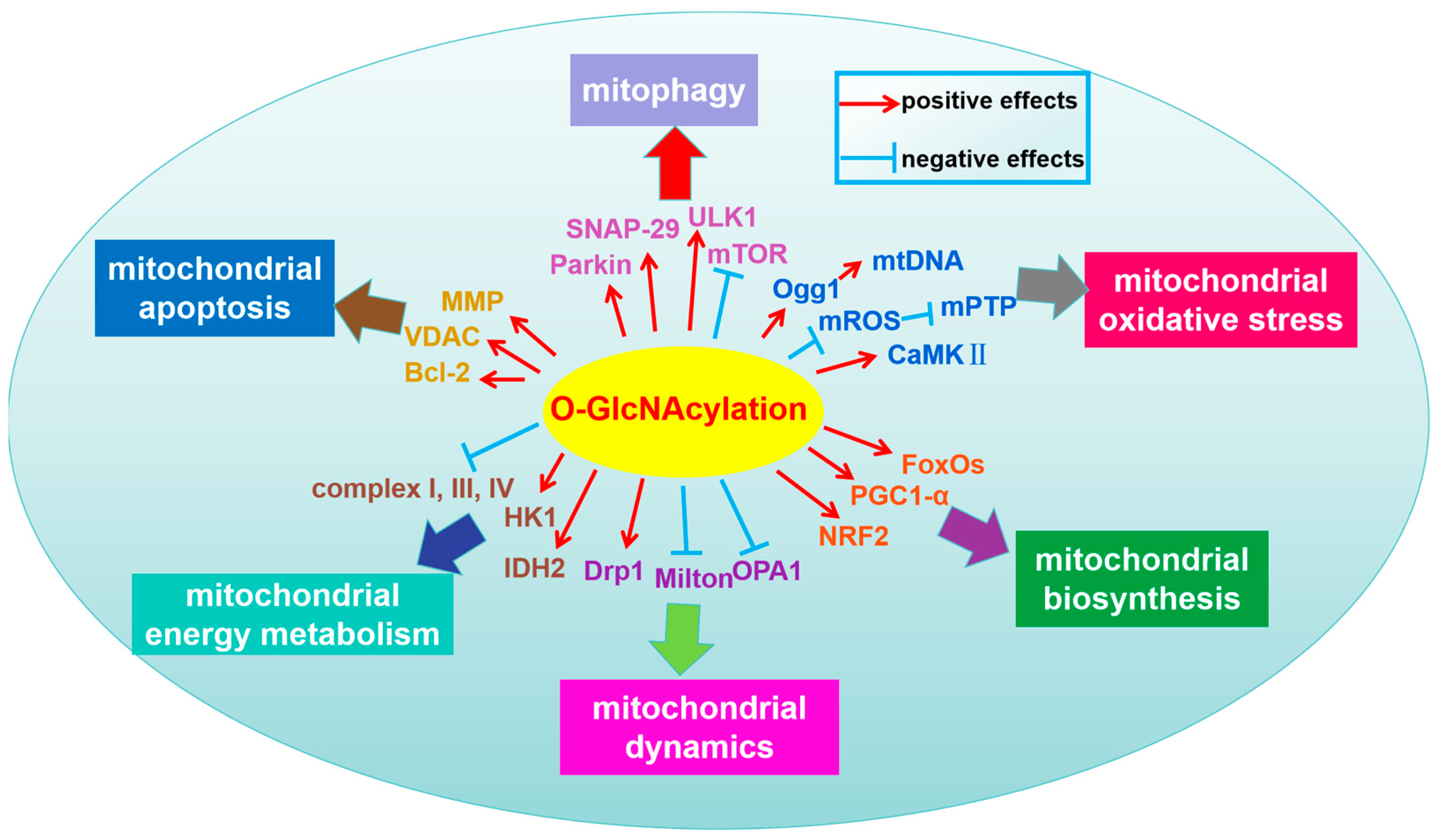 Antioxidants 13 00571 g002