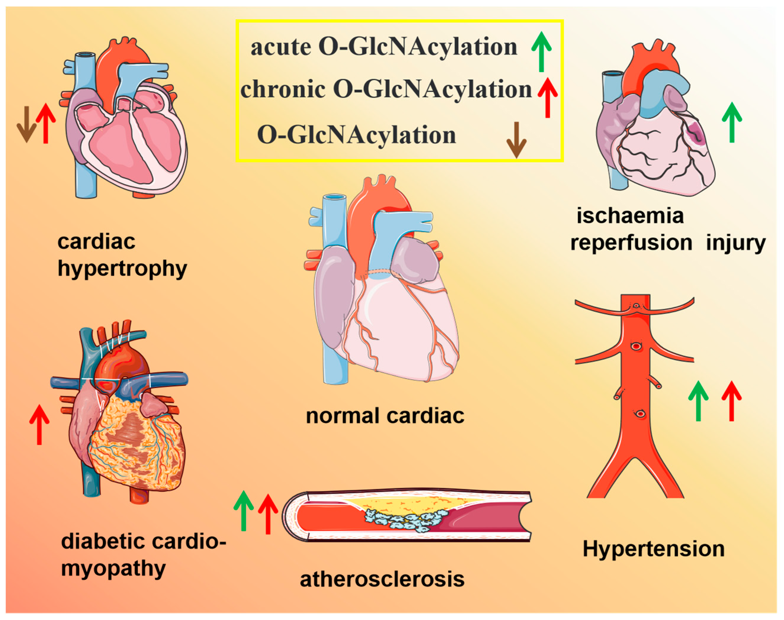 Antioxidants 13 00571 g003