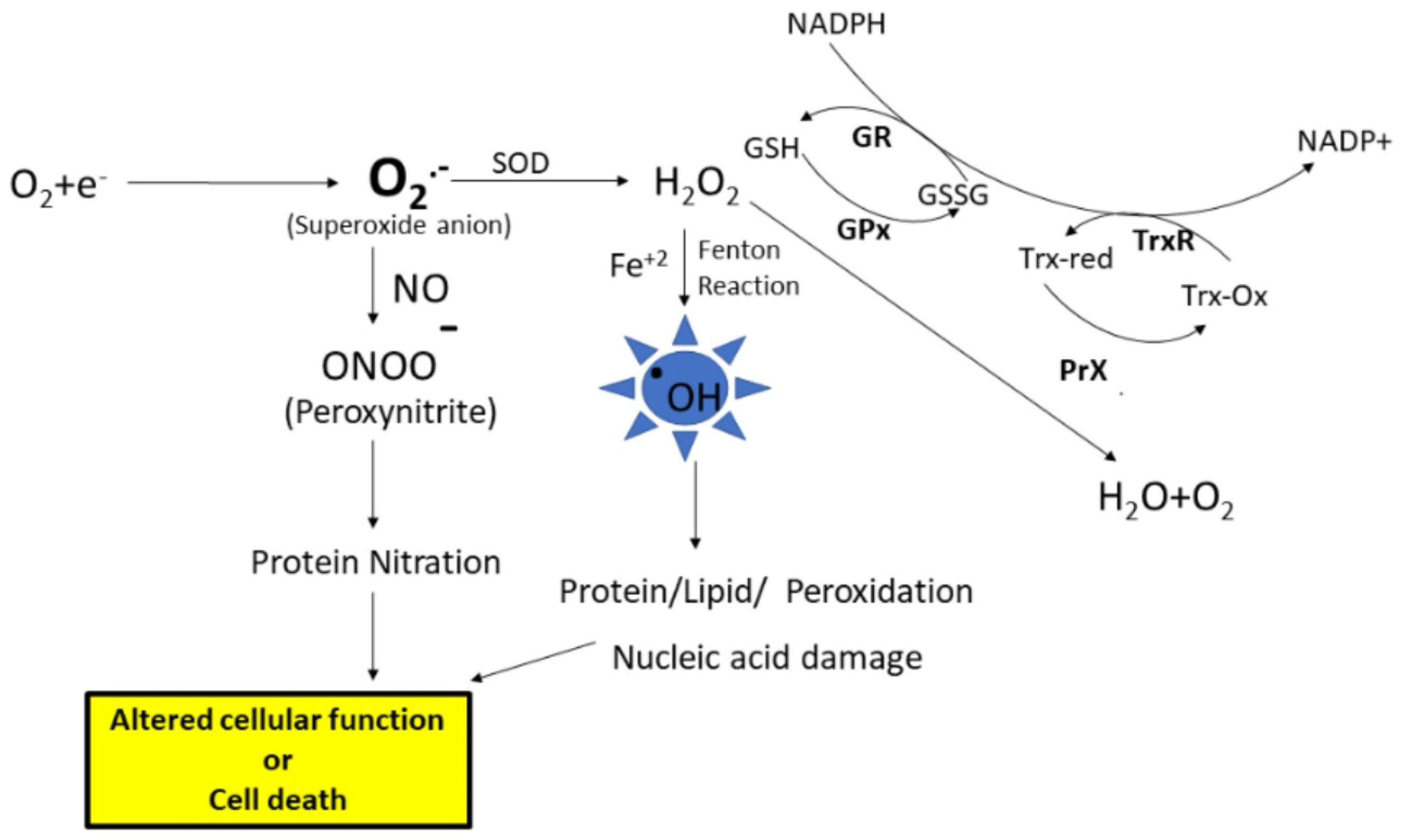 Antioxidants 13 00574 g001