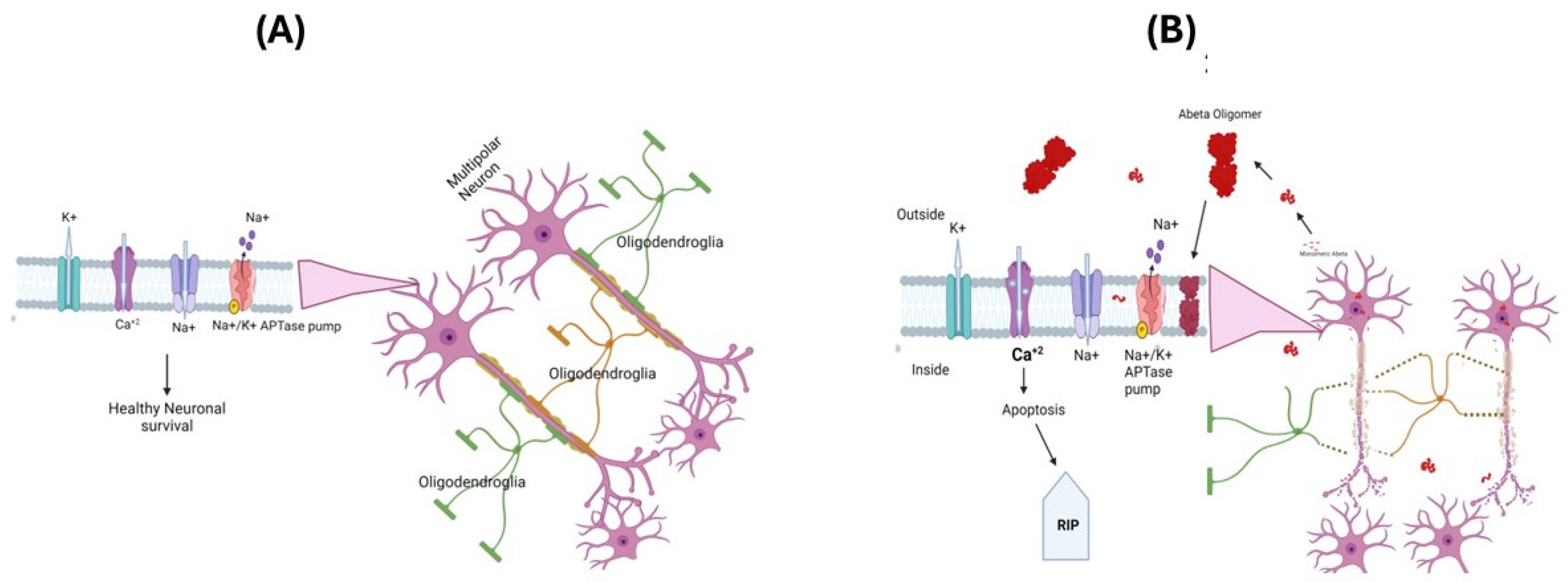 Antioxidants 13 00574 g002