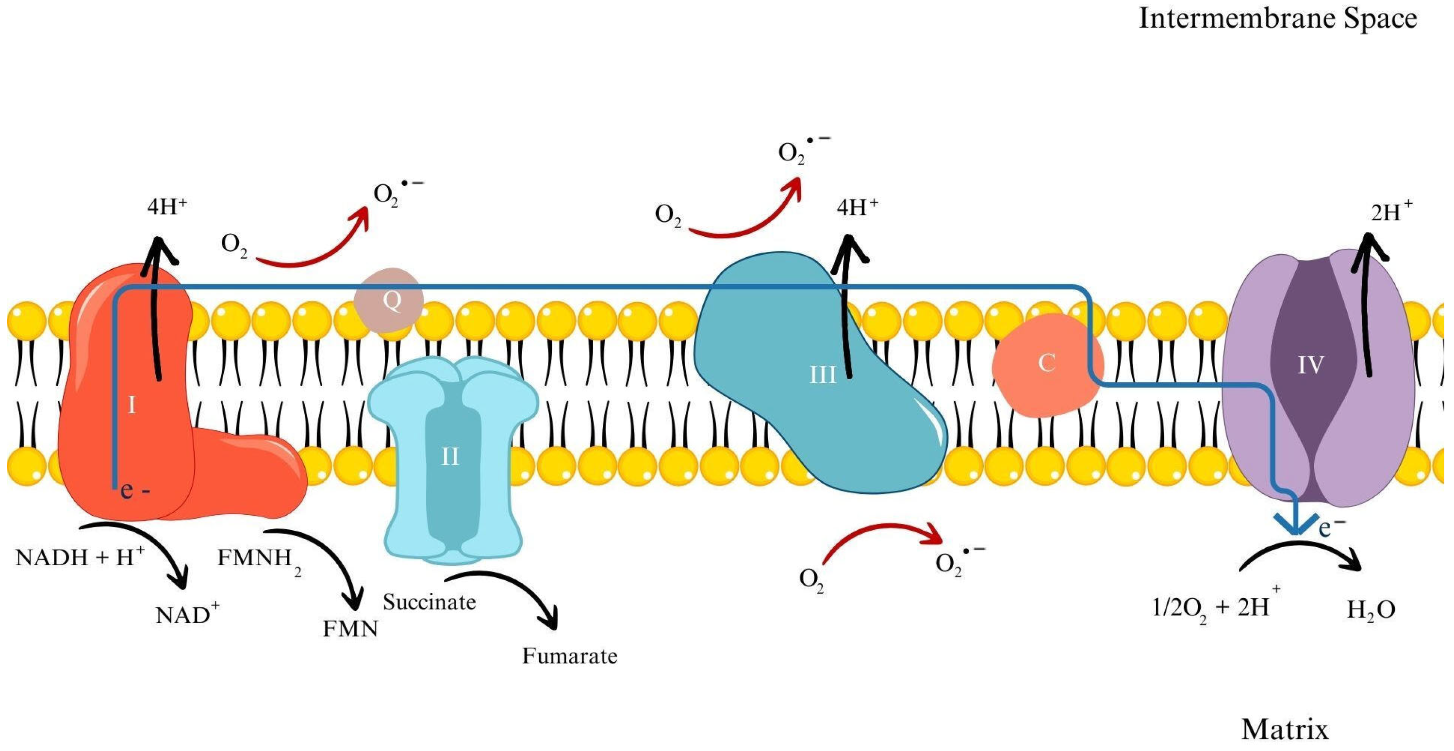 Antioxidants 13 00579 g001