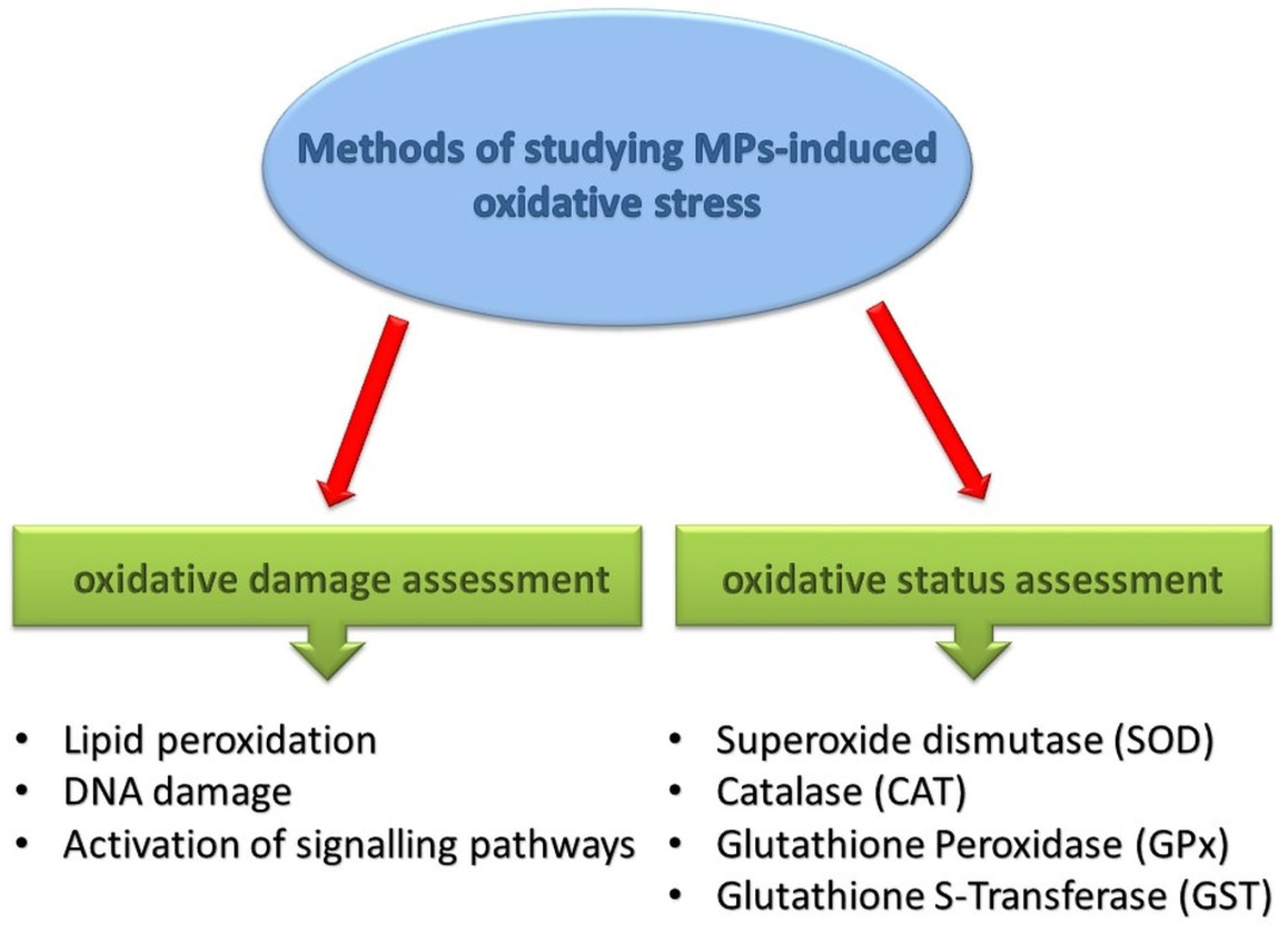 Antioxidants 13 00579 g002